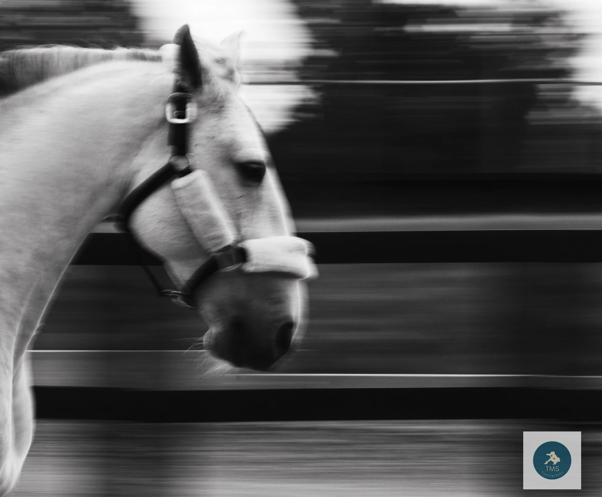 Lusitano gelding Ferrari moving freely during a horse liberty photography session at Pickering Grange
