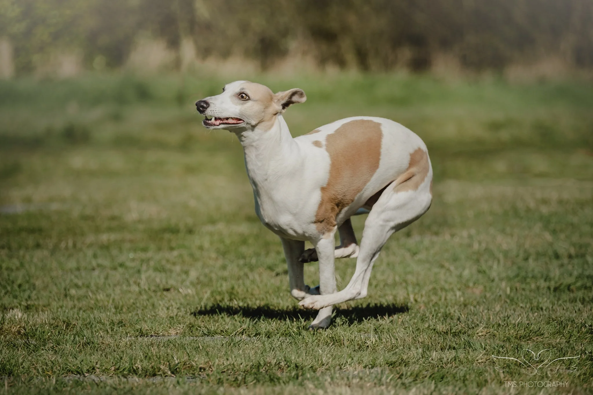 Natural dog photography Derbyshire Whippet zoomies