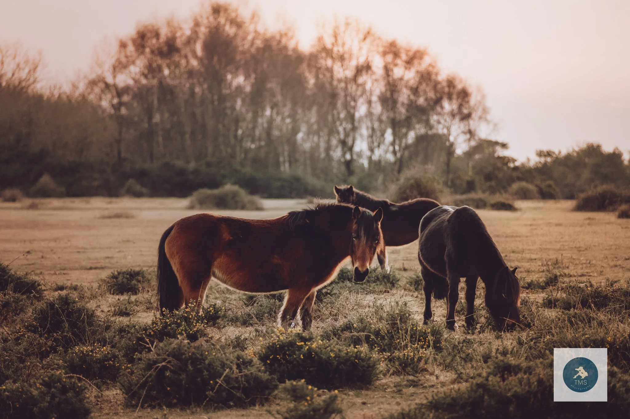 Ponies grazing in golden hour light, New Forest UK