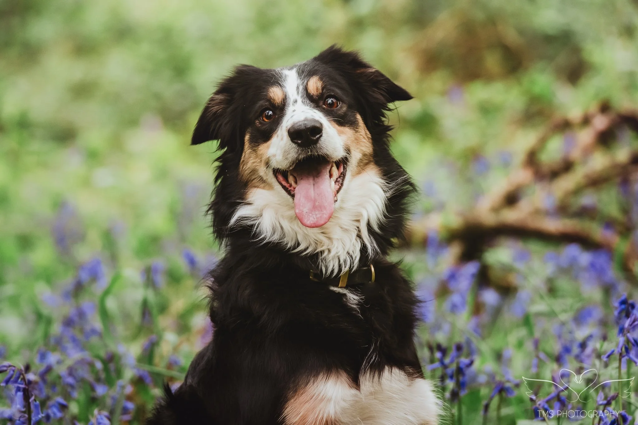 Countryside dog photography with TMS Photography
