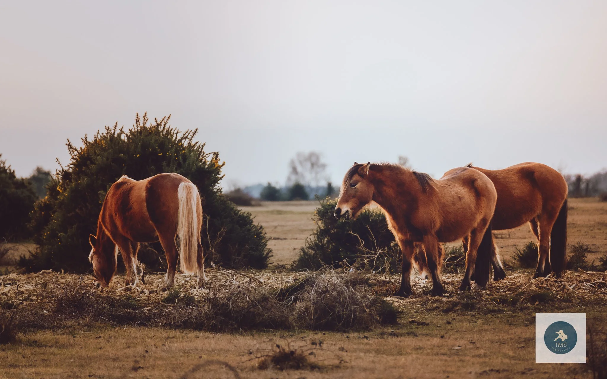 Group of wild ponies in the New Forest during winter evening