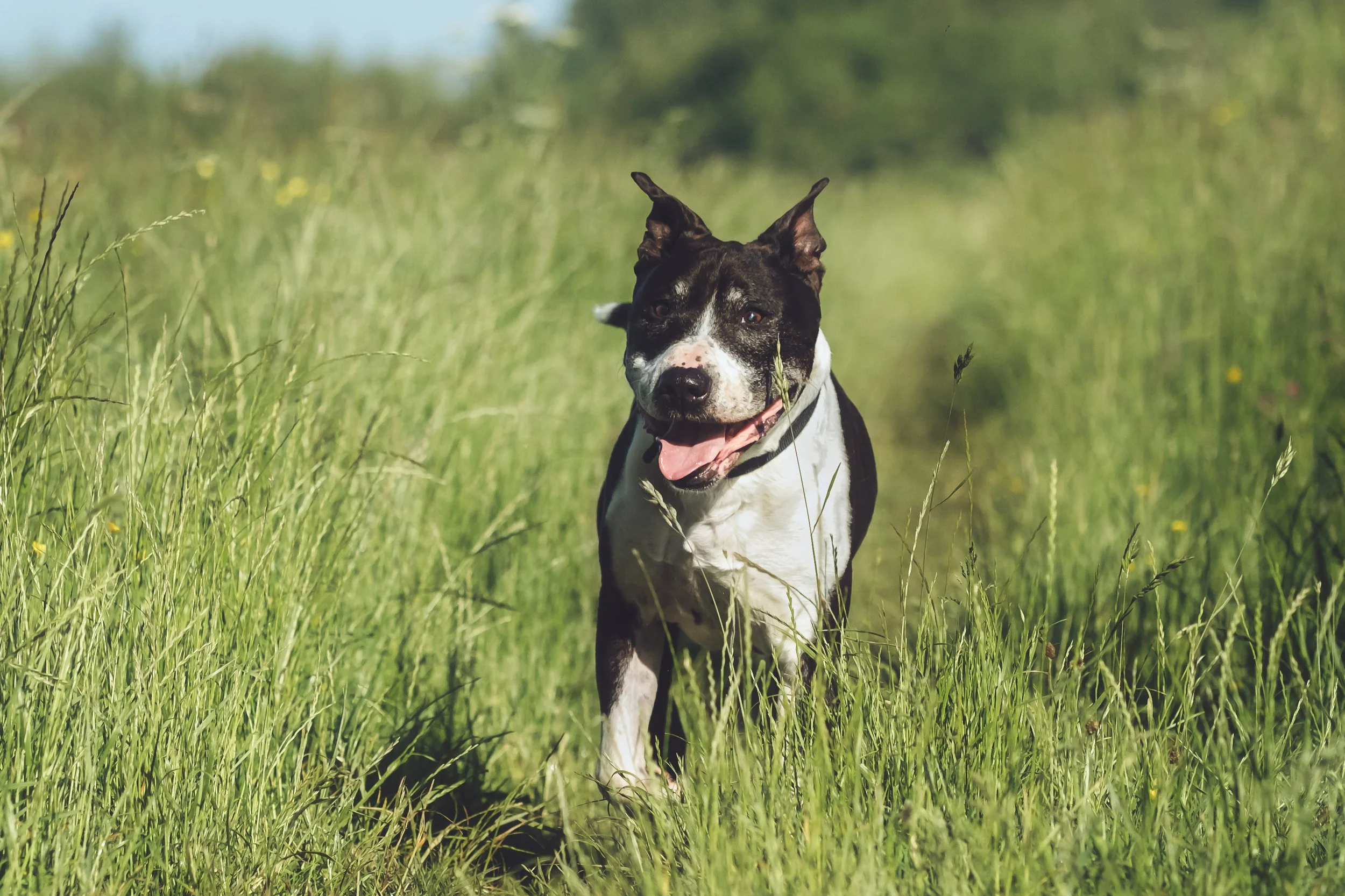 Staffordshire Bull Terrier enjoying a walk through long grasses early in the morning