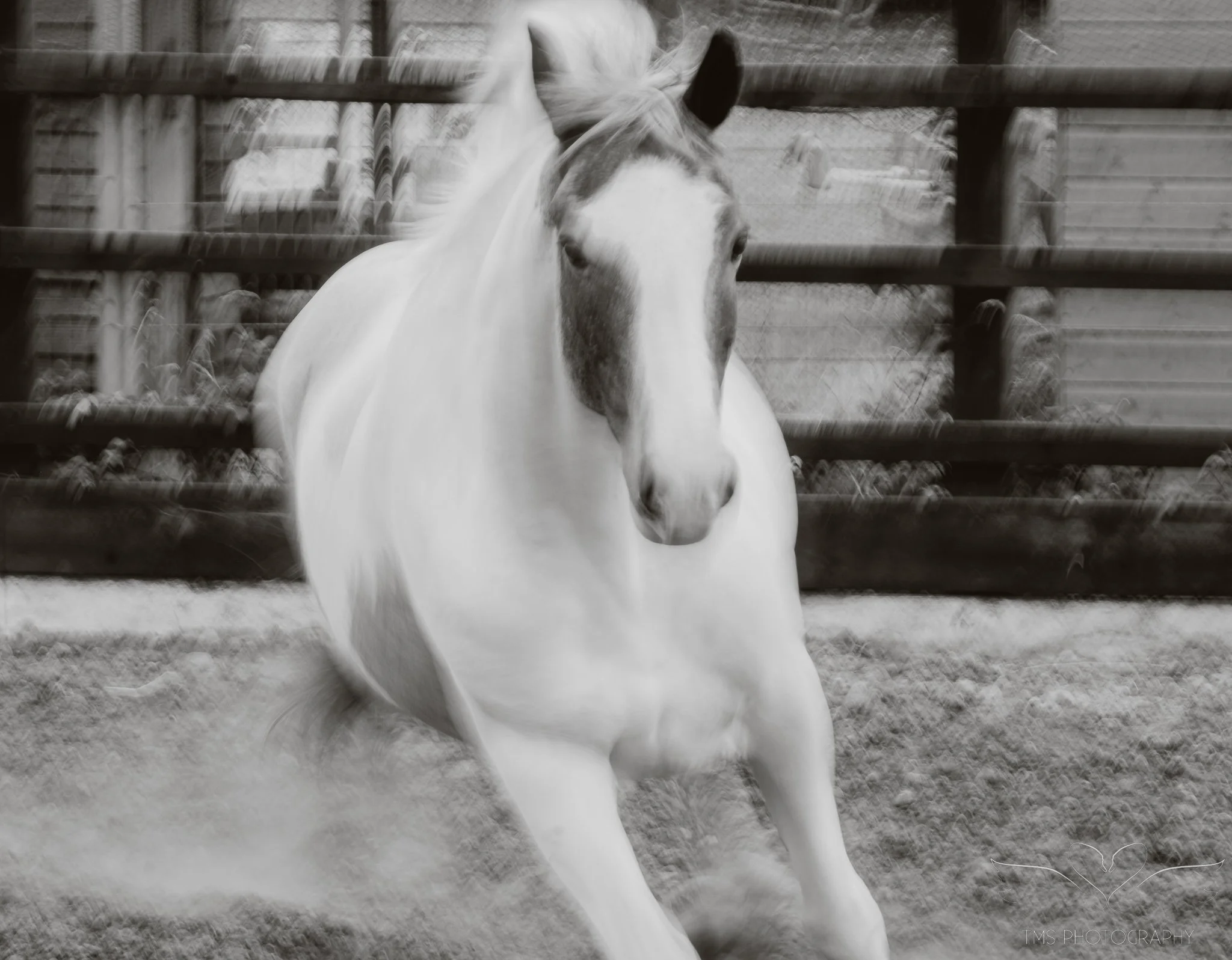 Experimental equine photography showing sharp detail within intentional movement blur