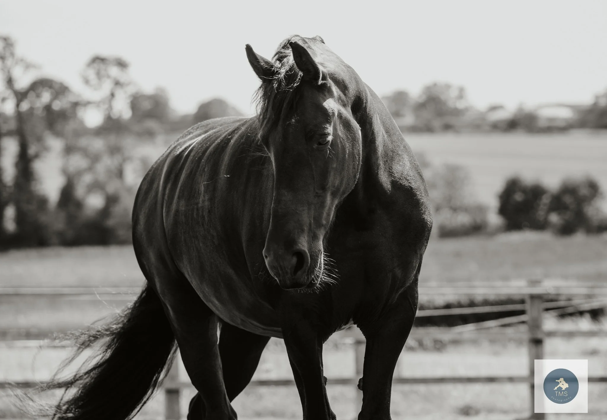 Friesian mare Moike moving freely during a summer equine photoshoot