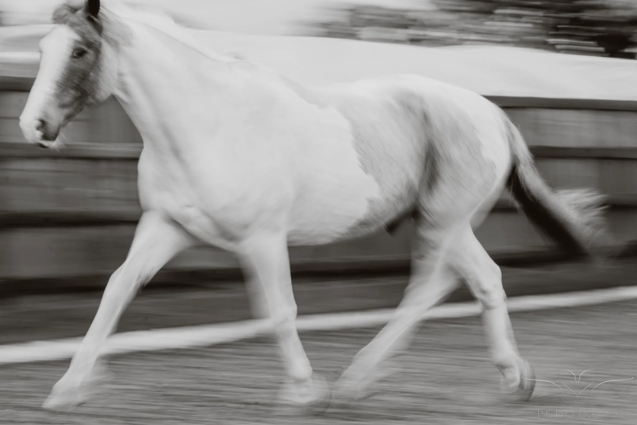 Black and white photograph of Hugo showing movement through an experimental slow shutter technique