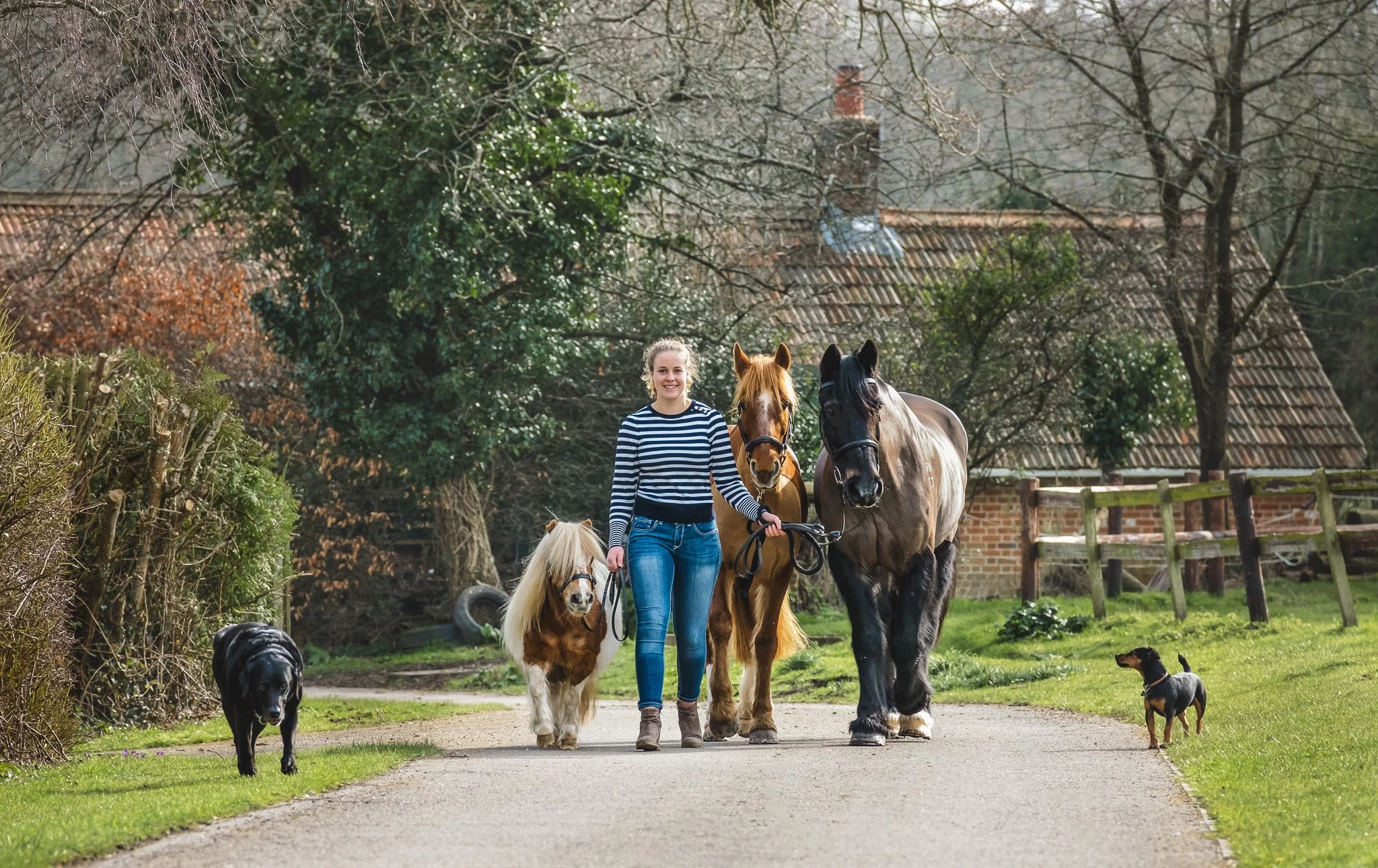 a girl walking up a driveway in the new forest with her three ponies and two dogs