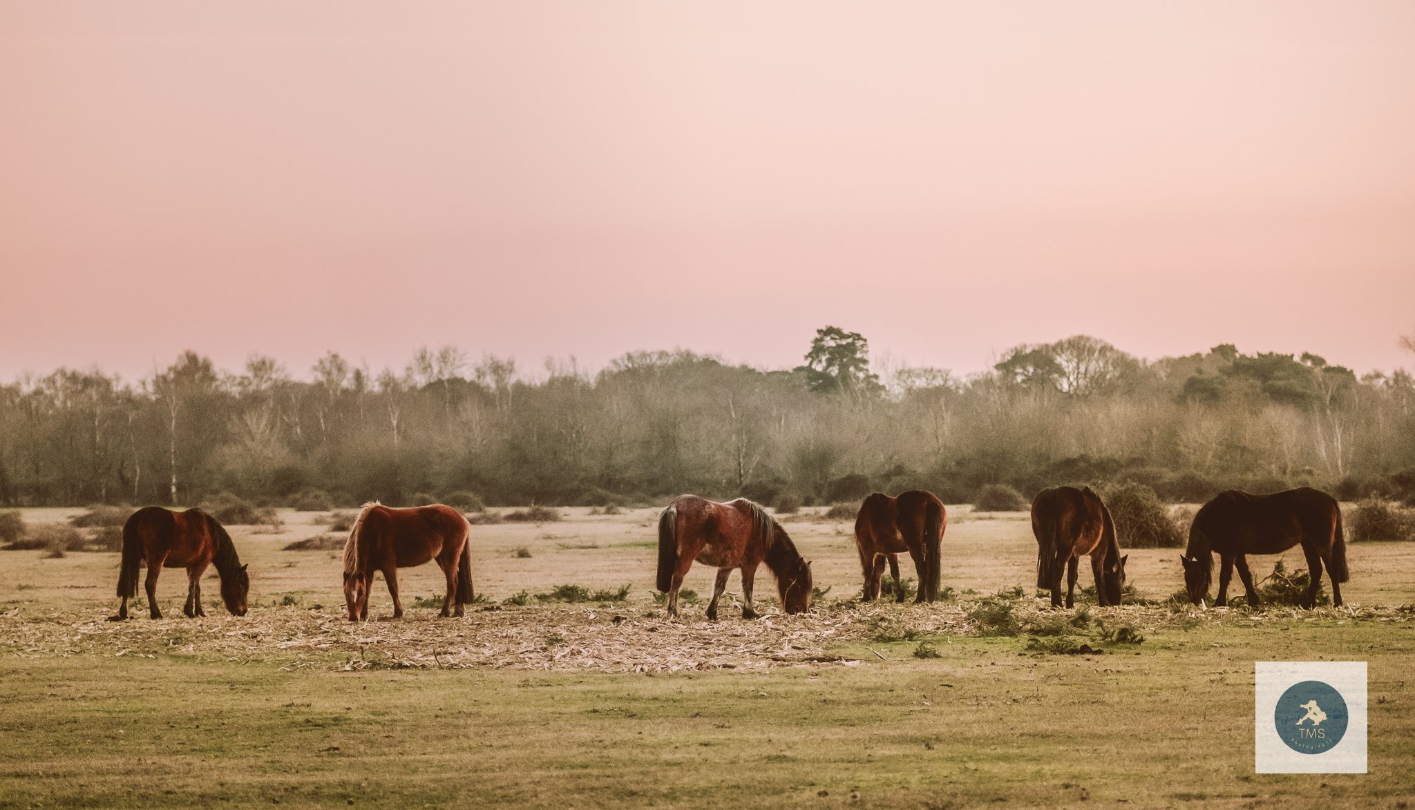 Natural wildlife photography: ponies in New Forest winter landscape