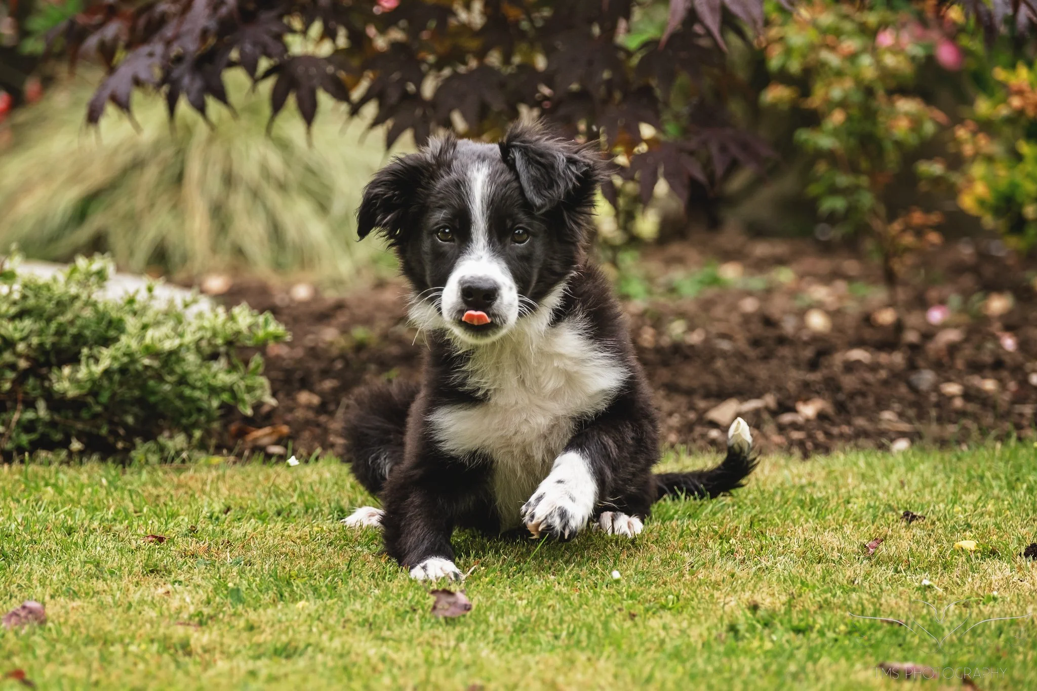 Curious Border Collie puppy looking at the camera in Burton on Trent