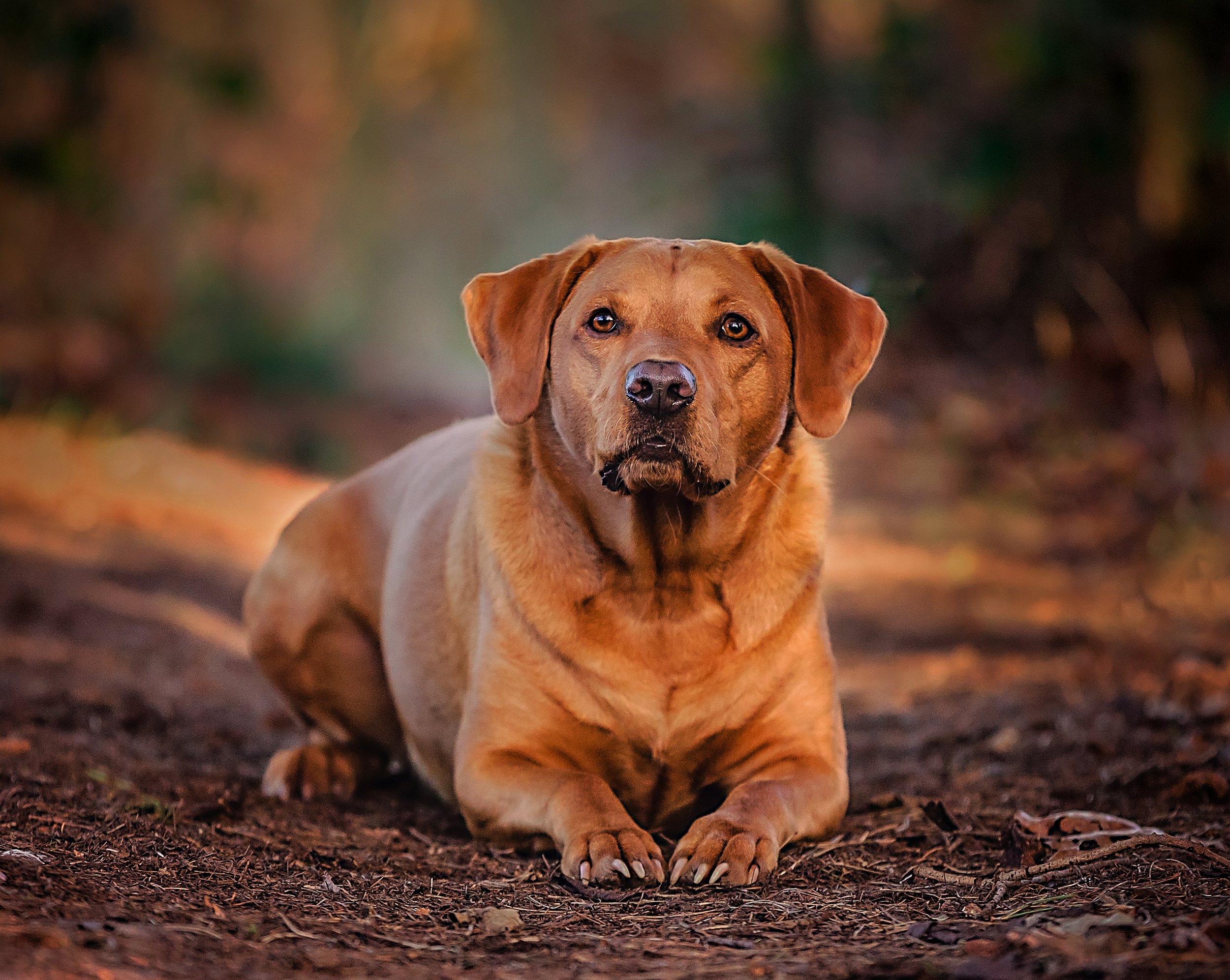 Labrador-1-2.jpg