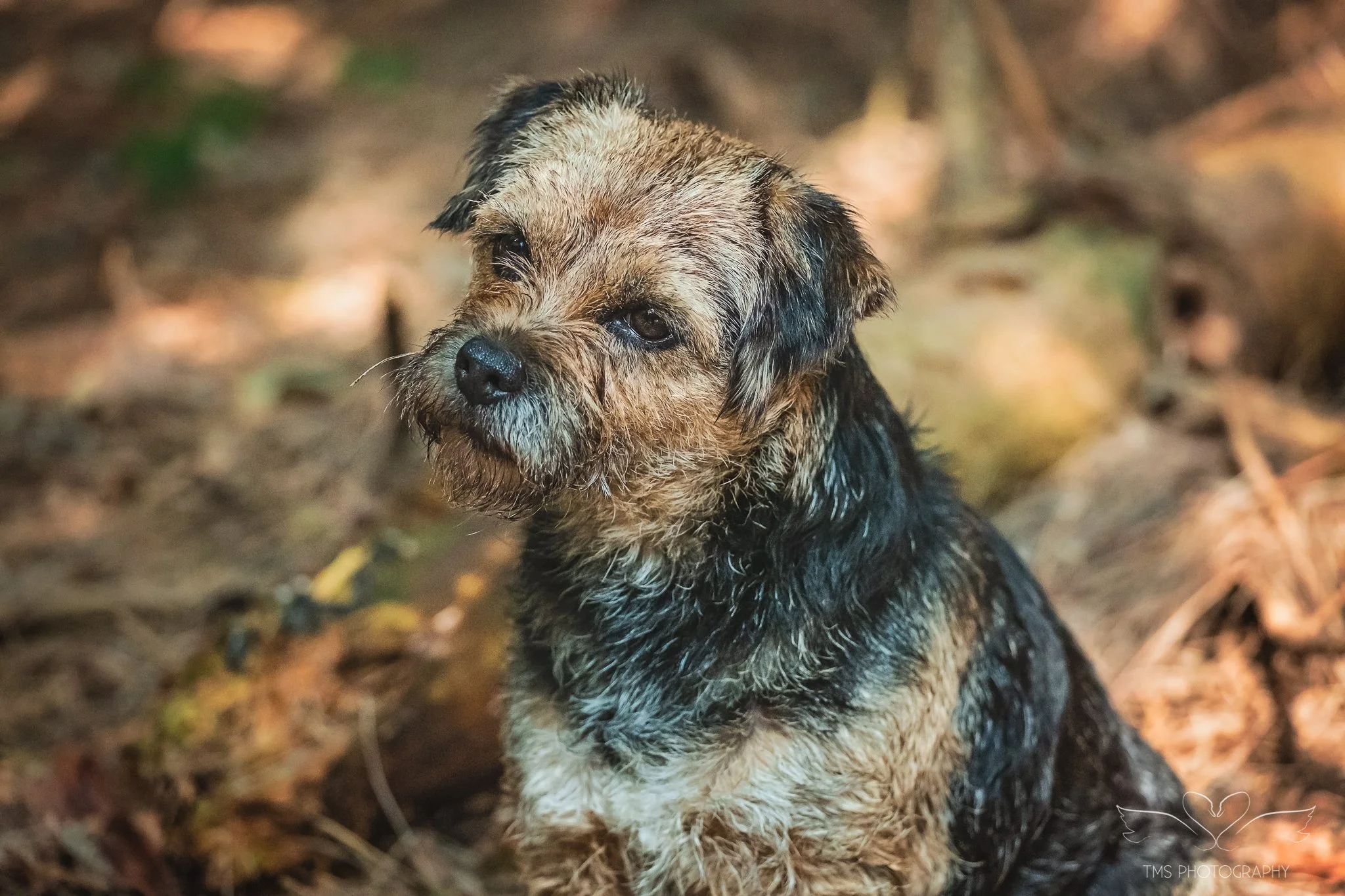 Border Terrier enjoying a sit down in woodland in Derbyshire