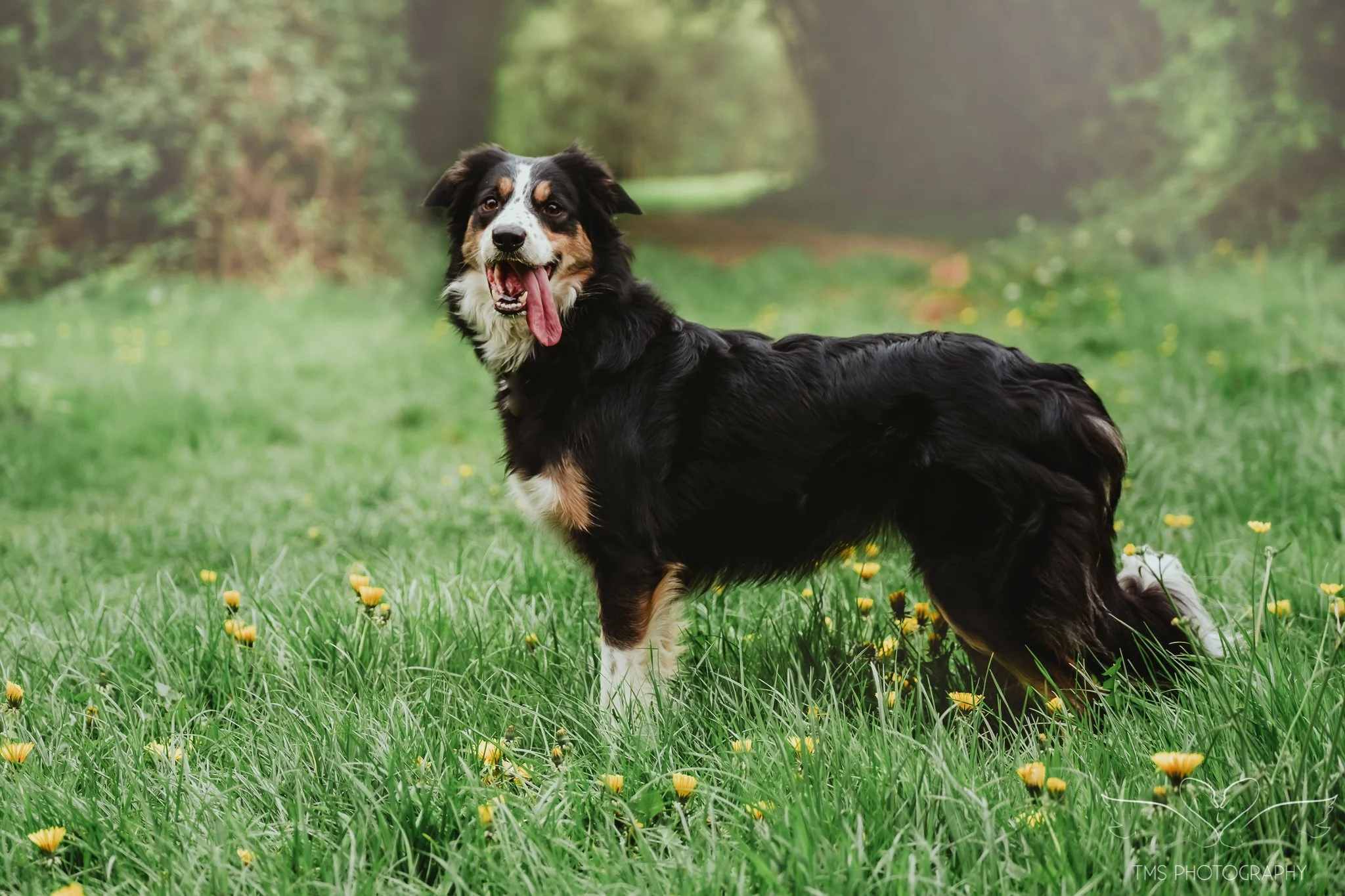 Welsh Collie standing amongst dandelions