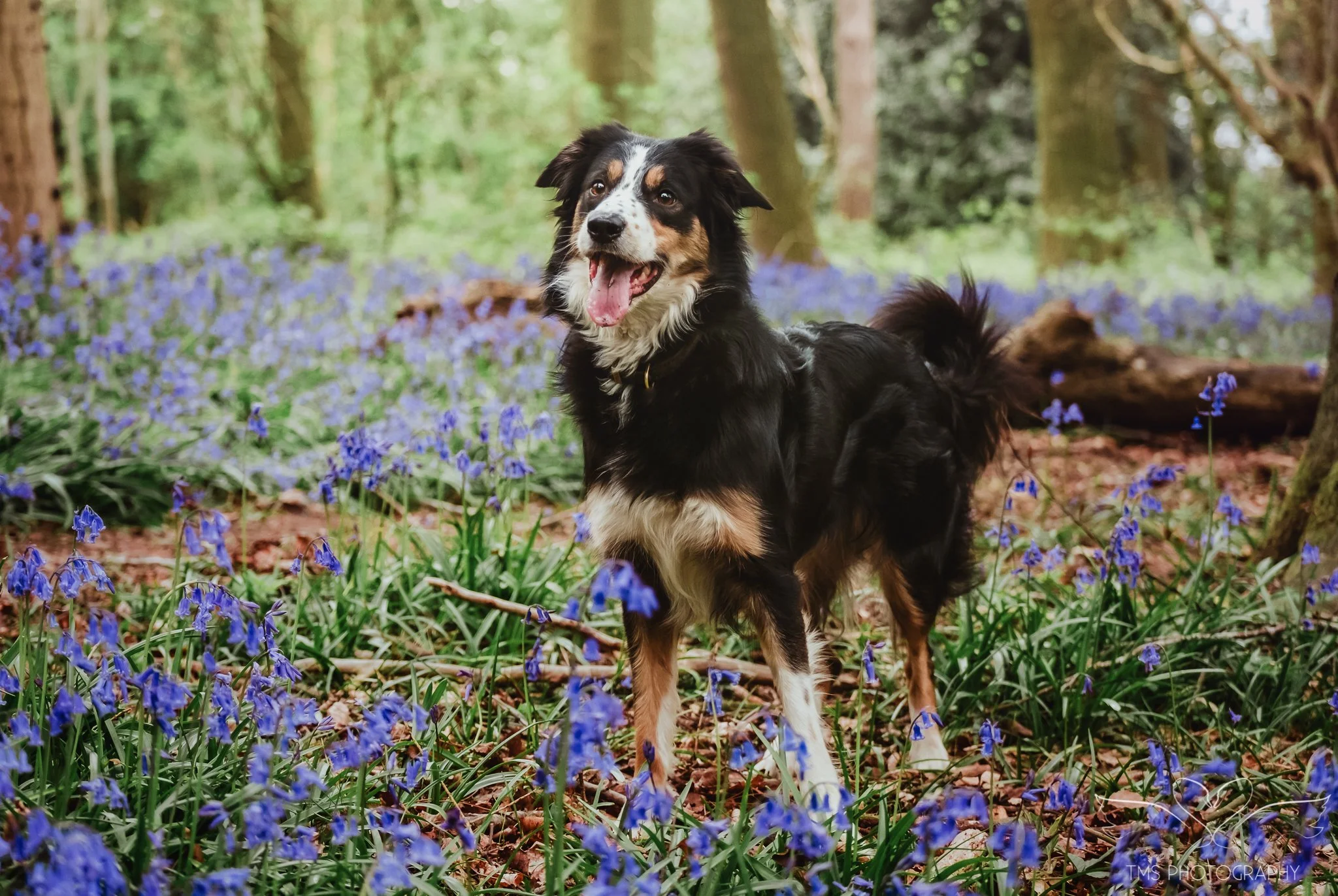 Welsh Collie portrait surrounded by bluebells