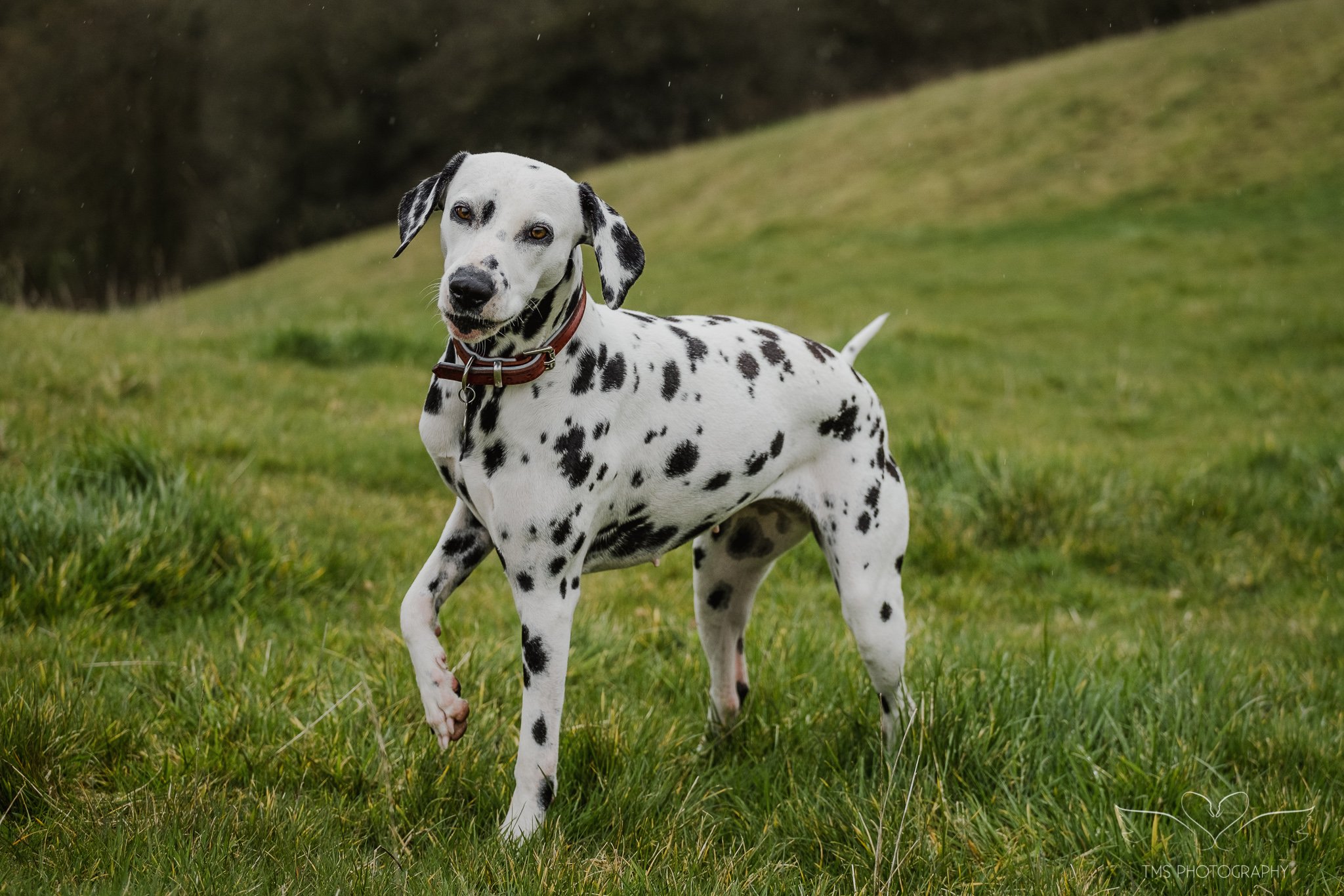 relaxed dog photoshoot Derbyshire farm setting
