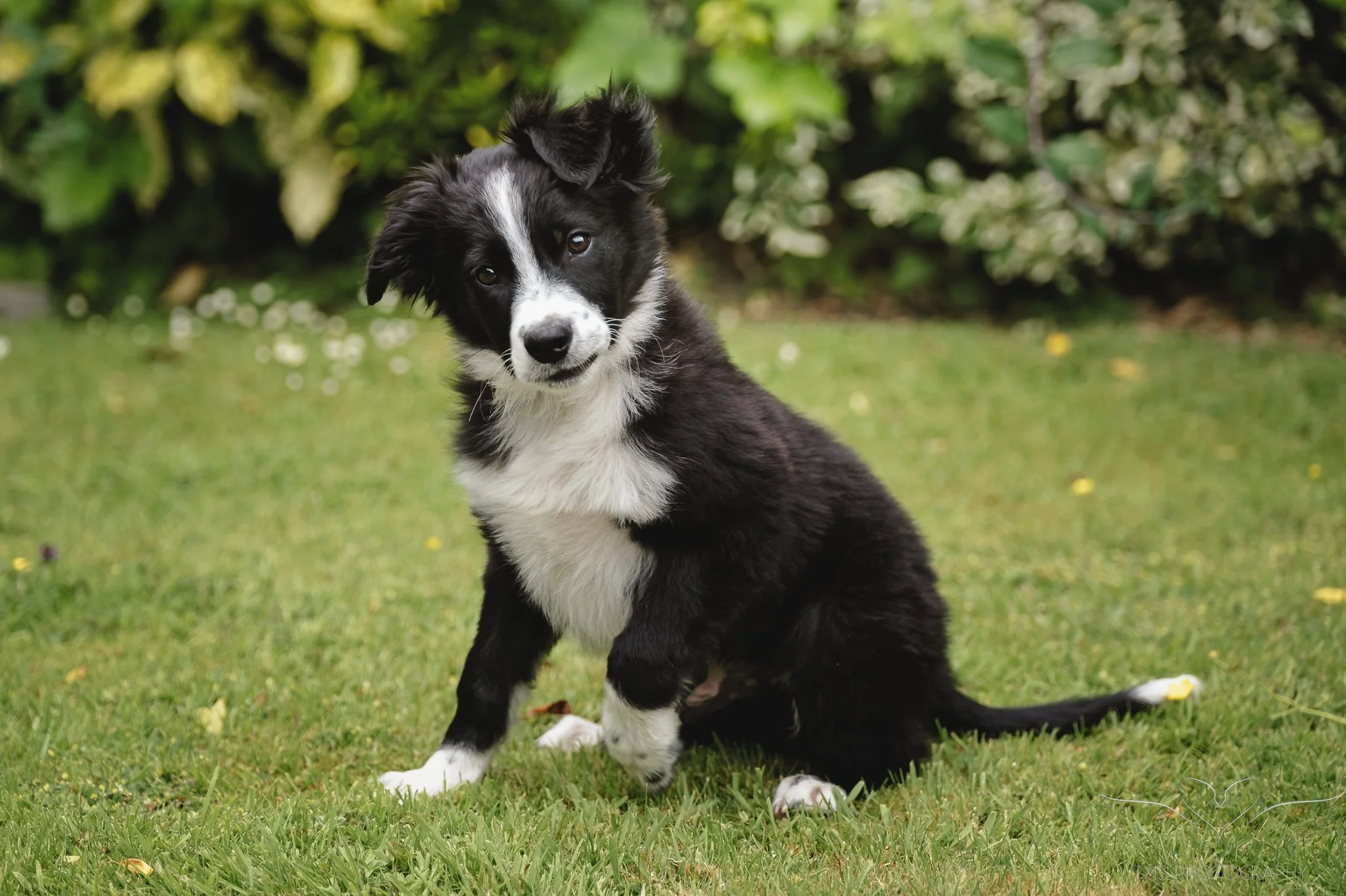 Puppy portrait in a family garden