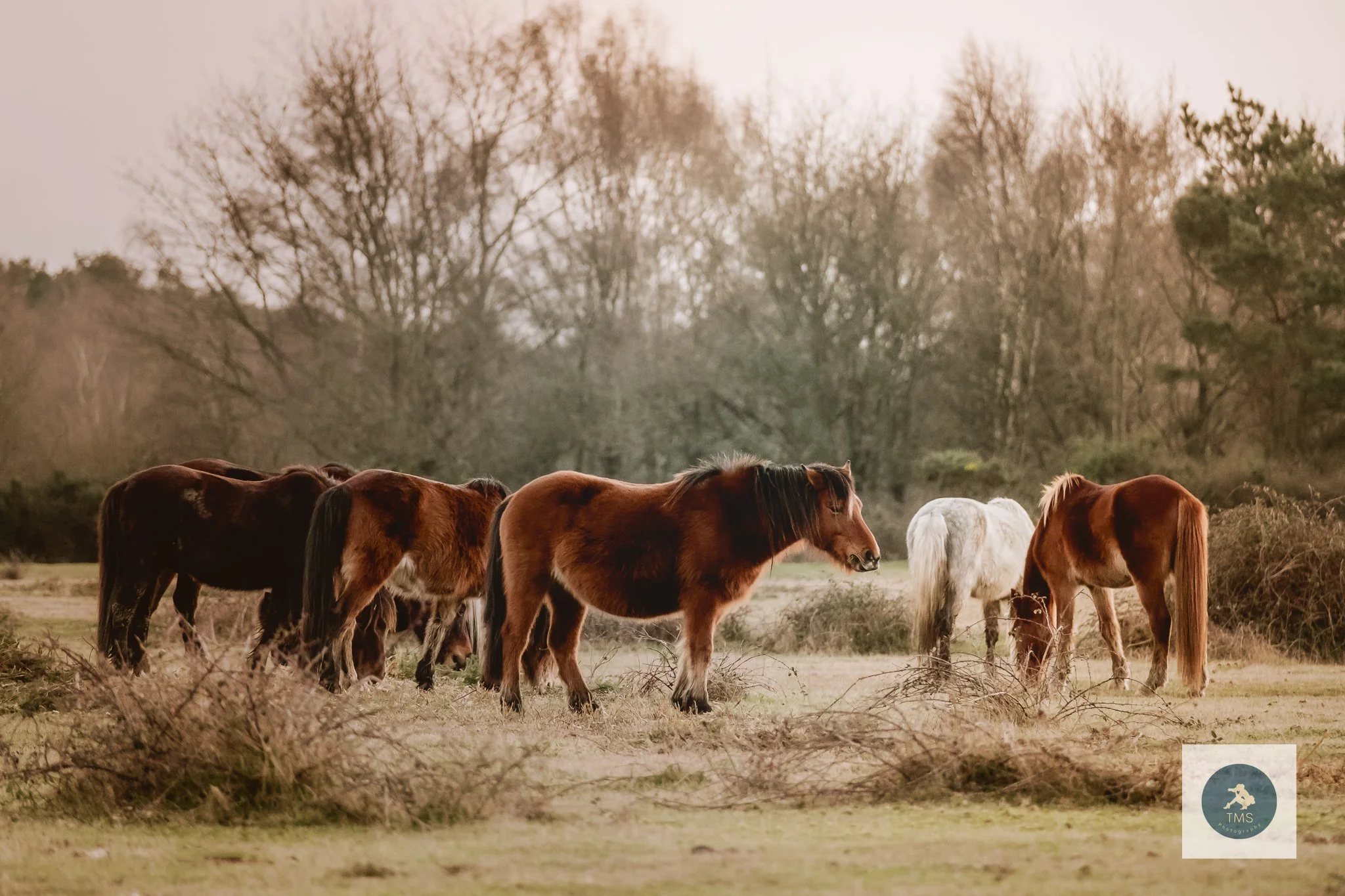 New Forest Ponies grazing in golden hour light, New Forest UK