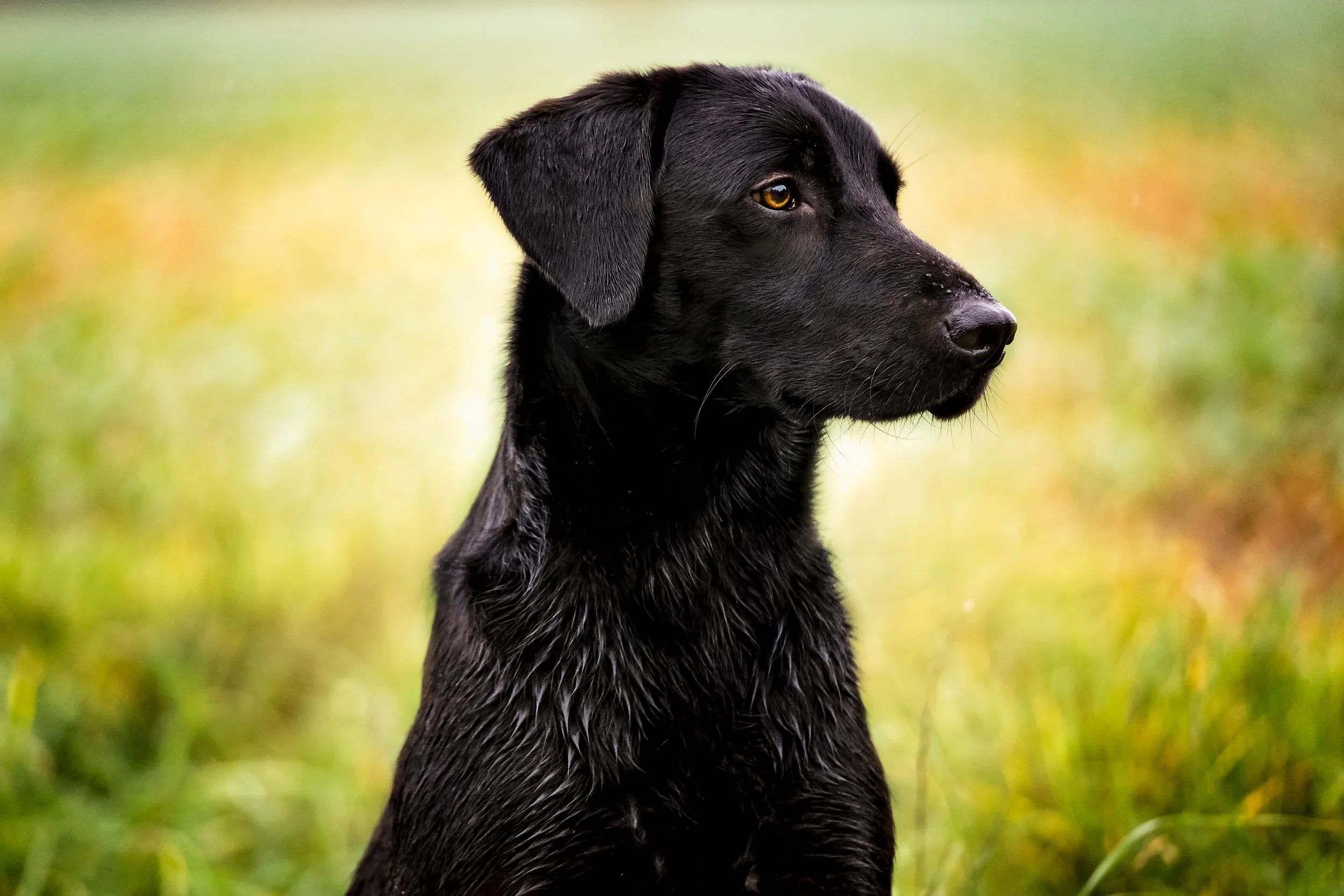 Dog-event-photography-shootday-109.jpg