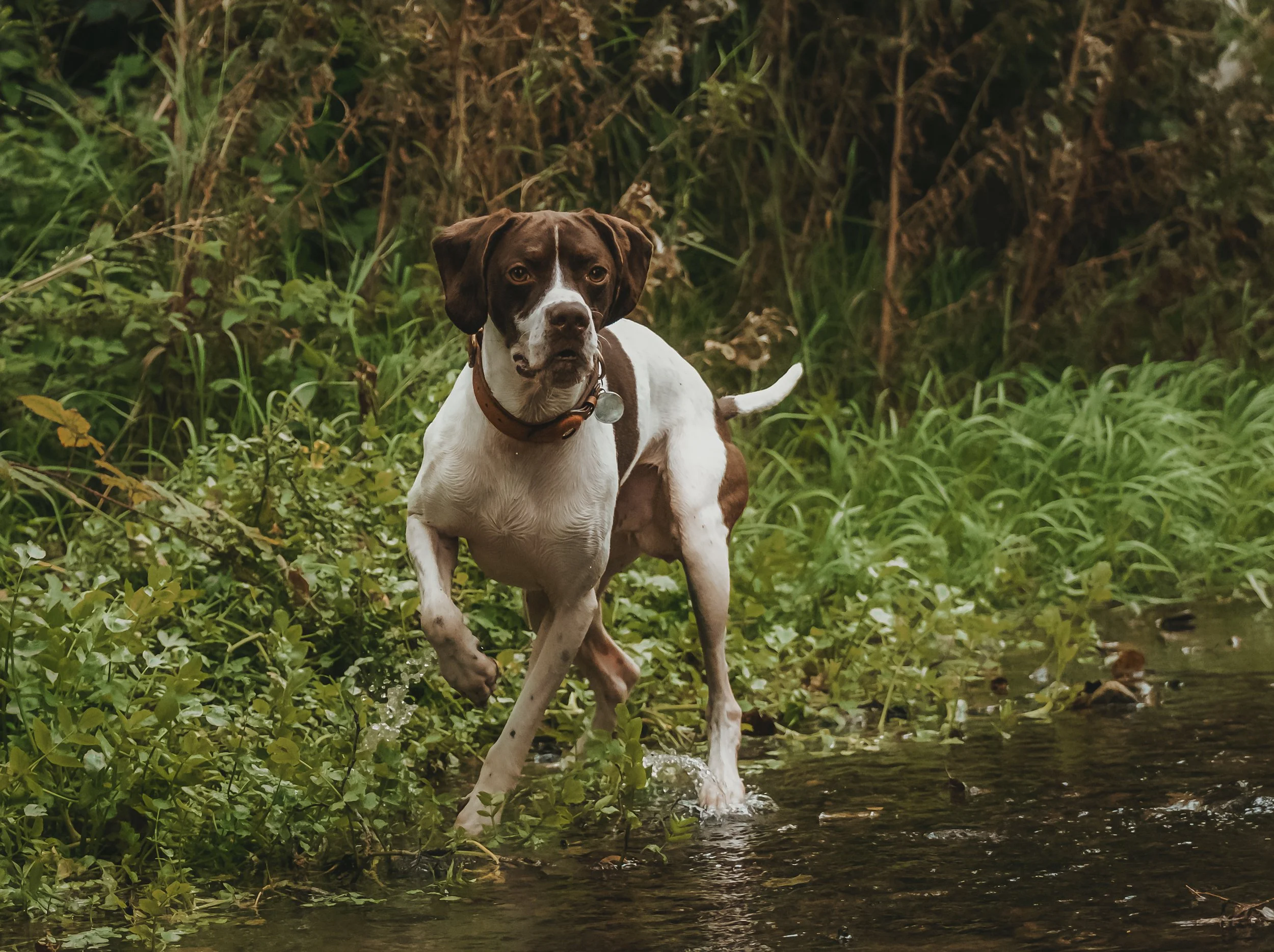 Dog with brown and white fur walking through a shallow creek surrounded by green plants and grass