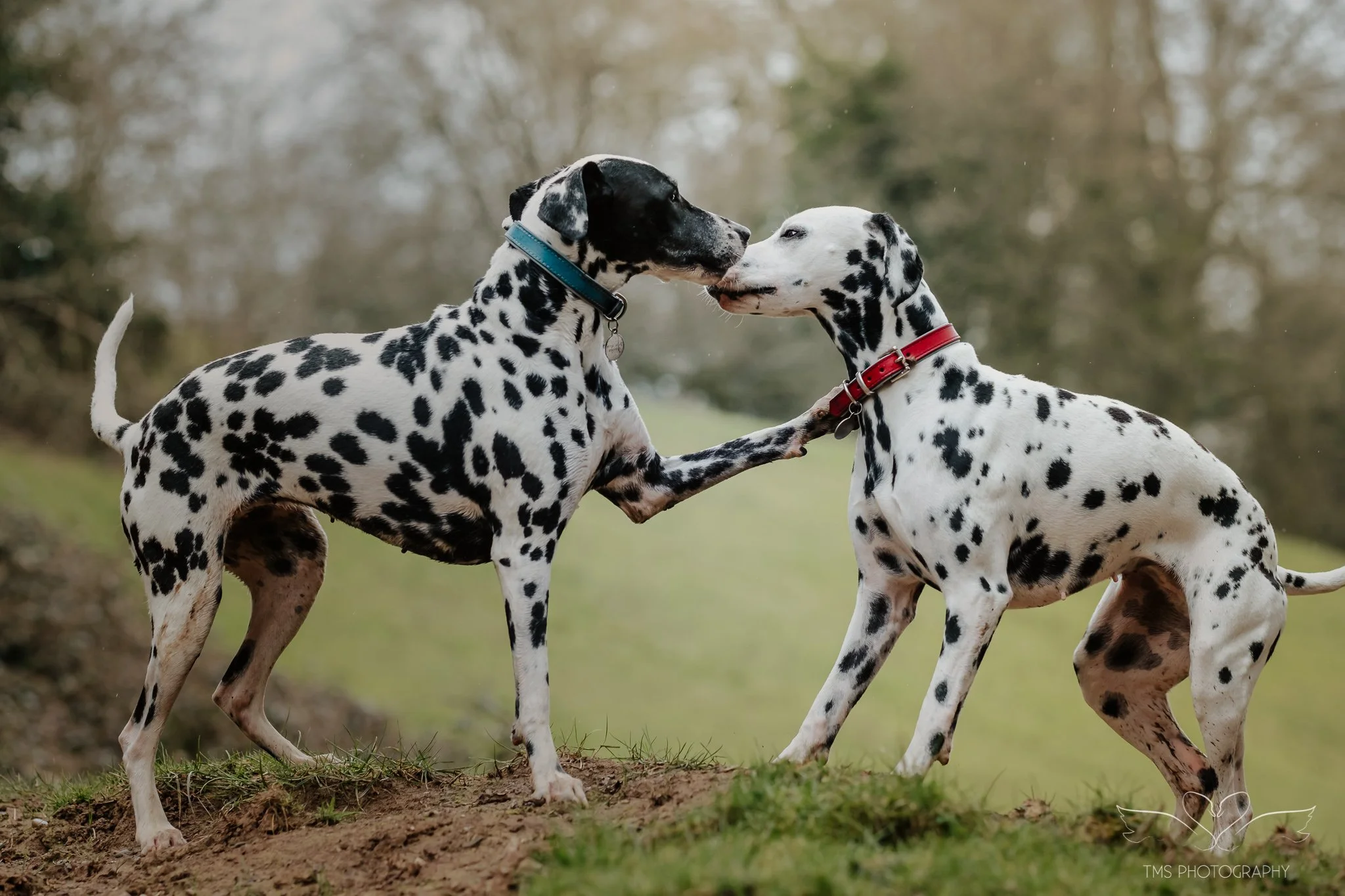 natural dog photography Dalmatians playing countryside