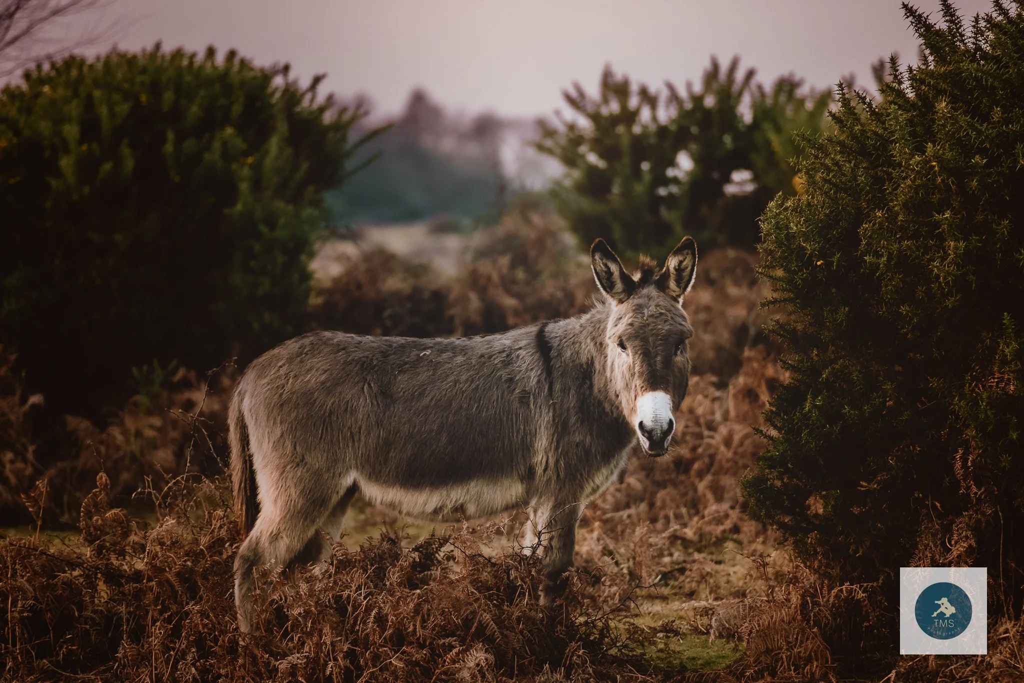 Wild New Forest donkey with soft sunlight highlighting fur
