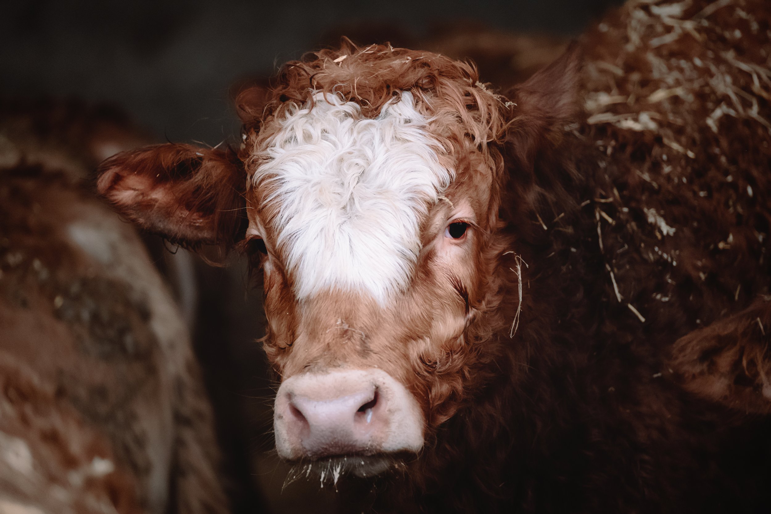 Close-up of a brown and white cow with a curly white patch on its forehead.