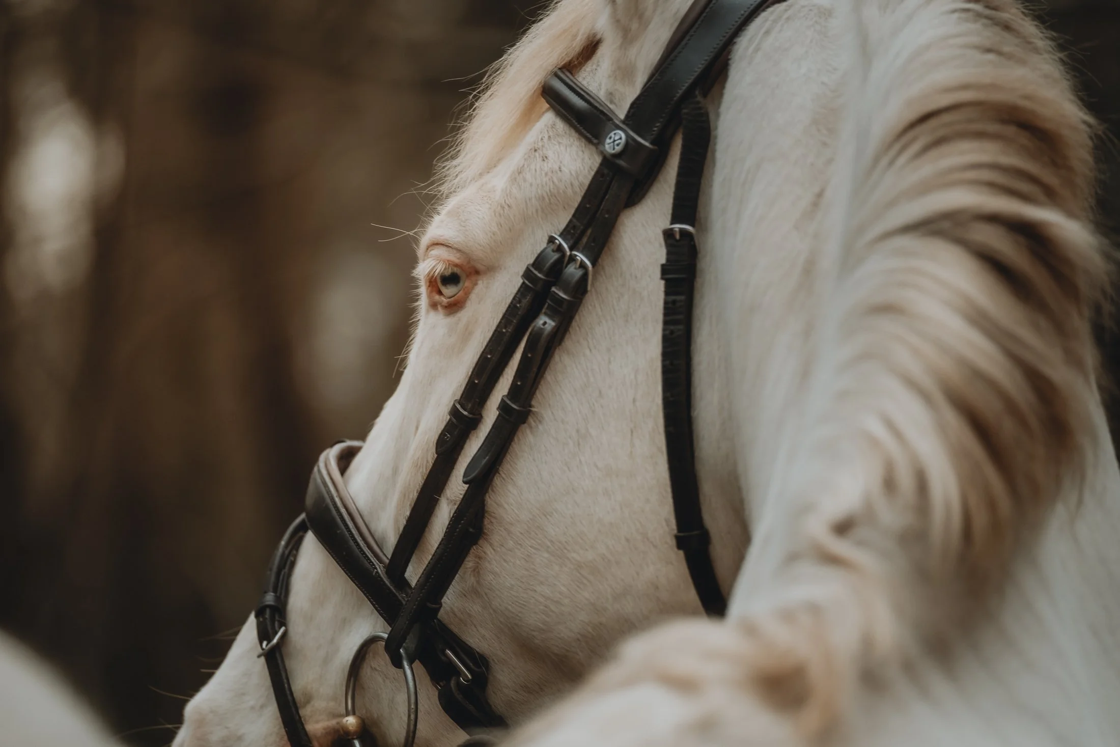 Close-up of a white horse with a black bridle, showing its head and eye, with a blurred outdoor background.