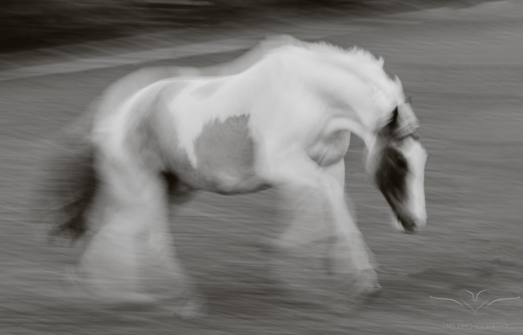 Abstract black and white horse photograph created using slow shutter photography in the new forest