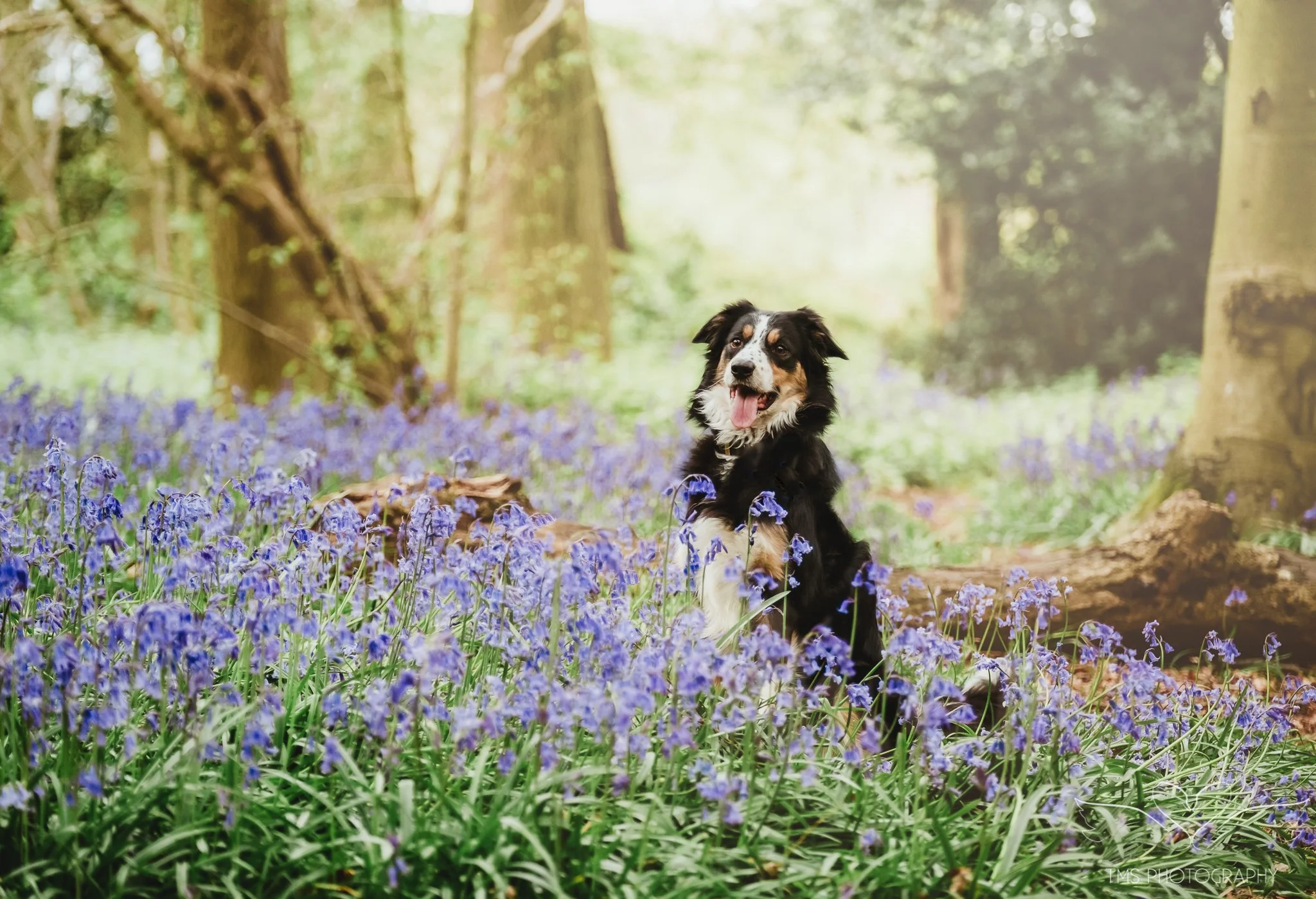 Dog photographer Derbyshire spring woodland session