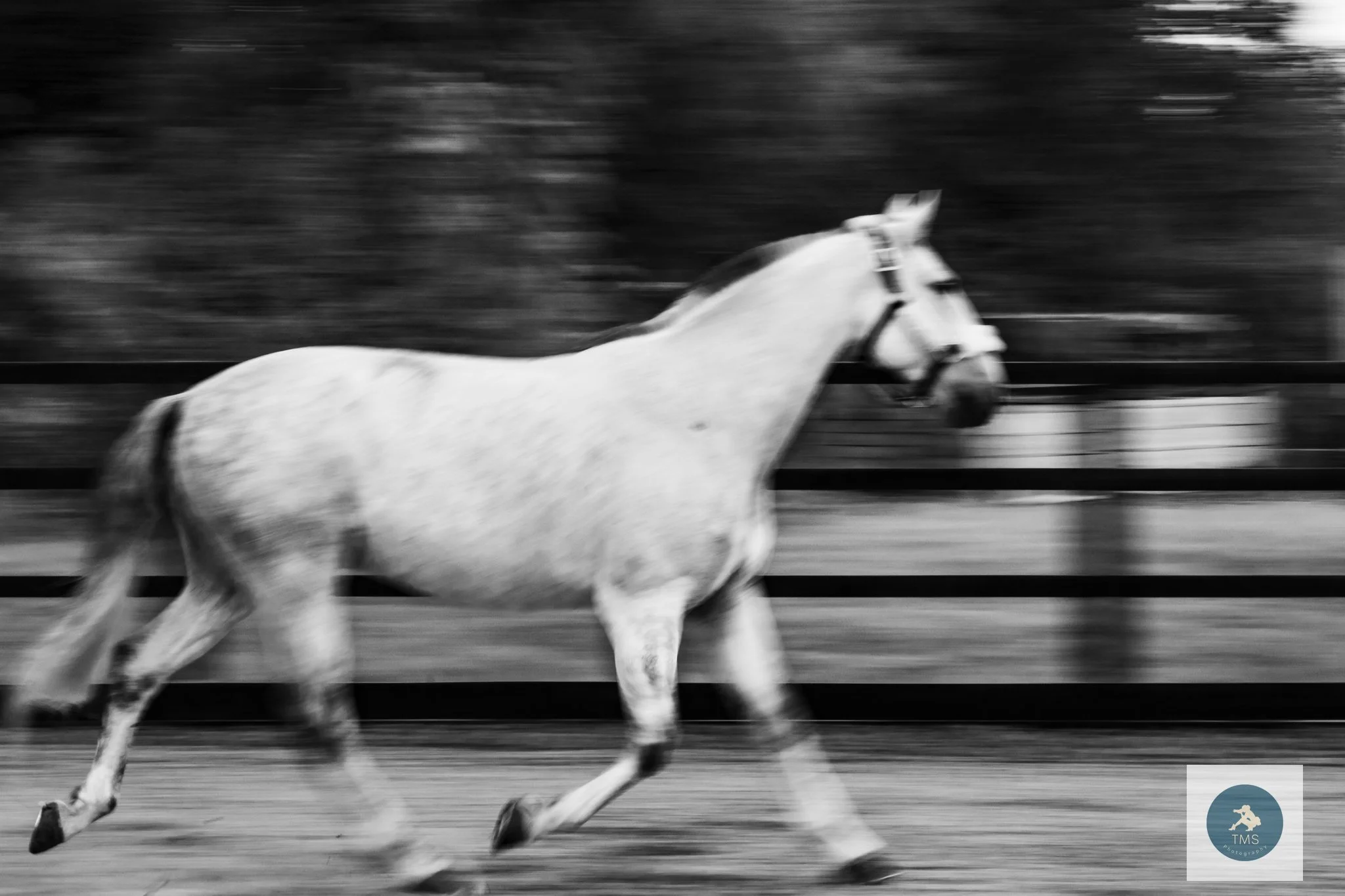 Creative movement portrait of Ferrari, a Lusitano horse, captured using a slower shutter speed