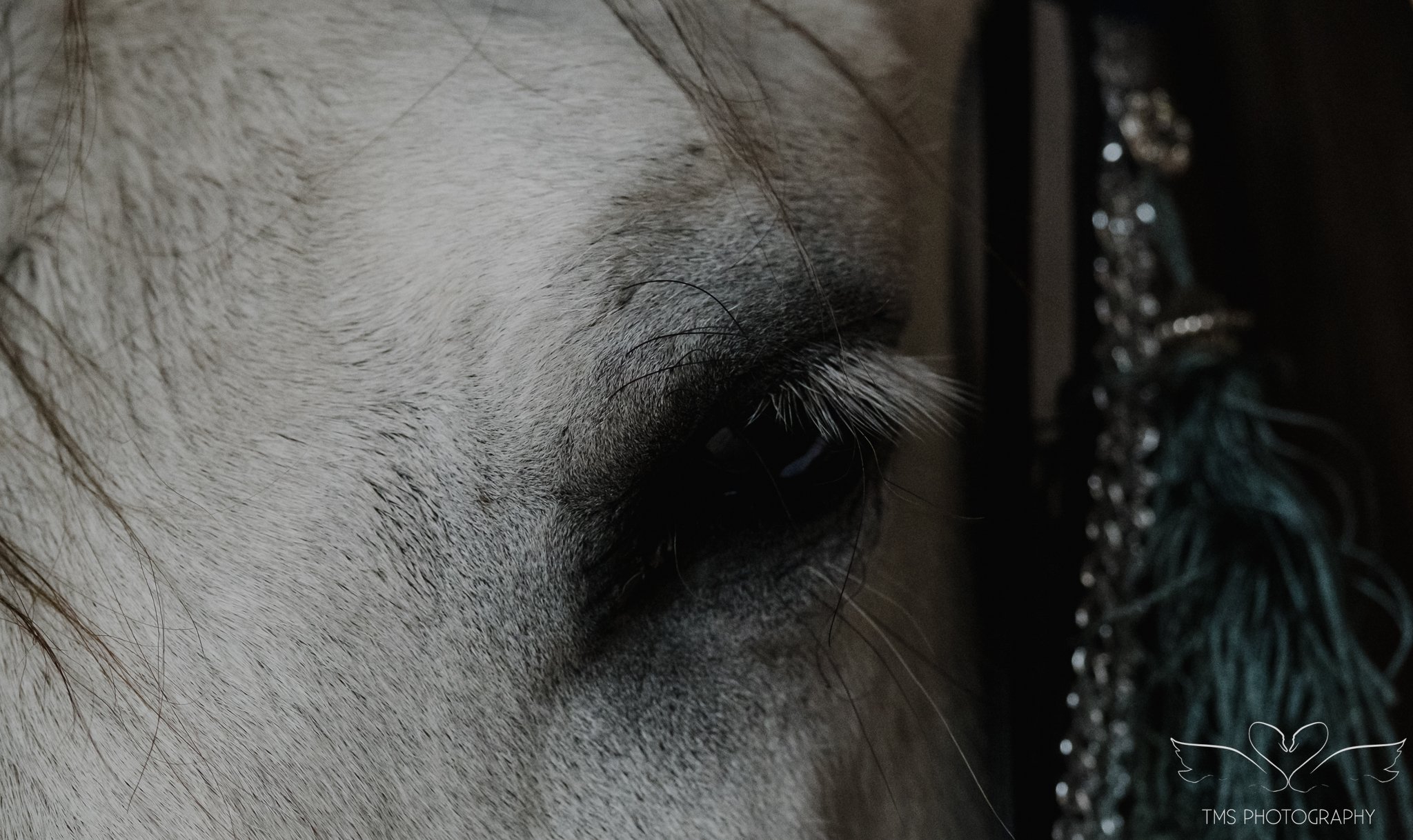 Spanish PRE horse Querberin equine portrait in natural light