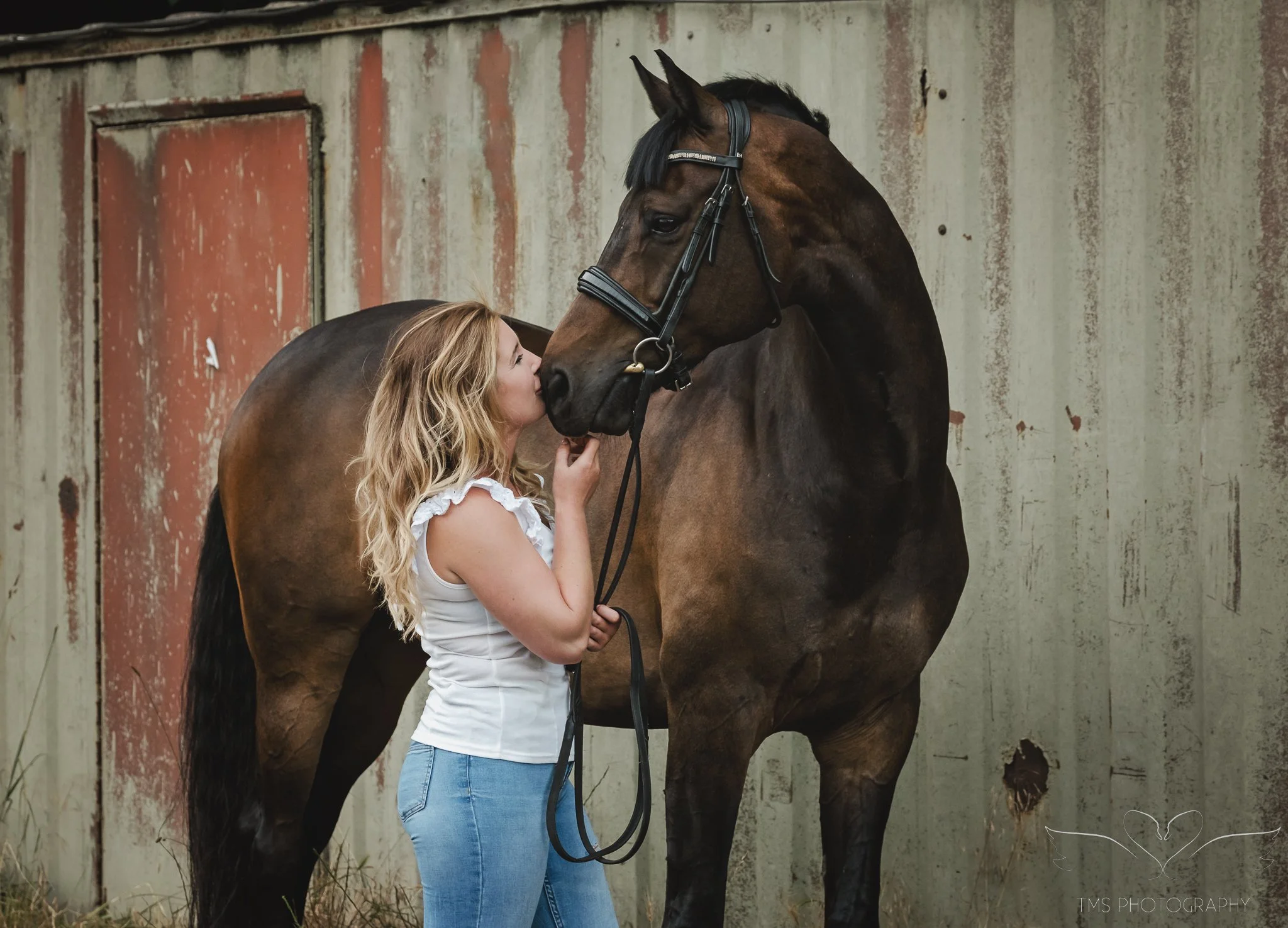 Beautiful summer evening equine photography near Sudbury Derbyshire