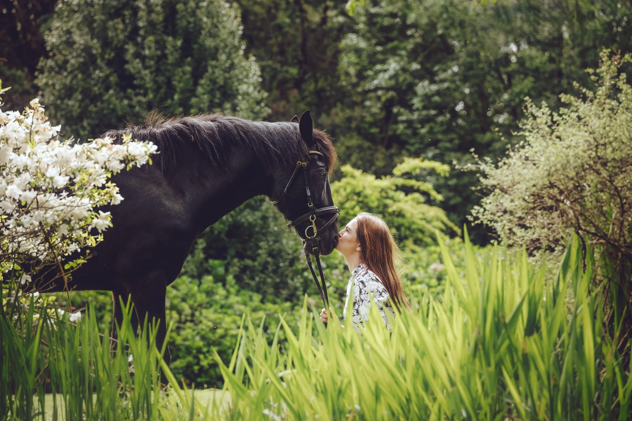 black horse portrait in New Forest woodland sunlight