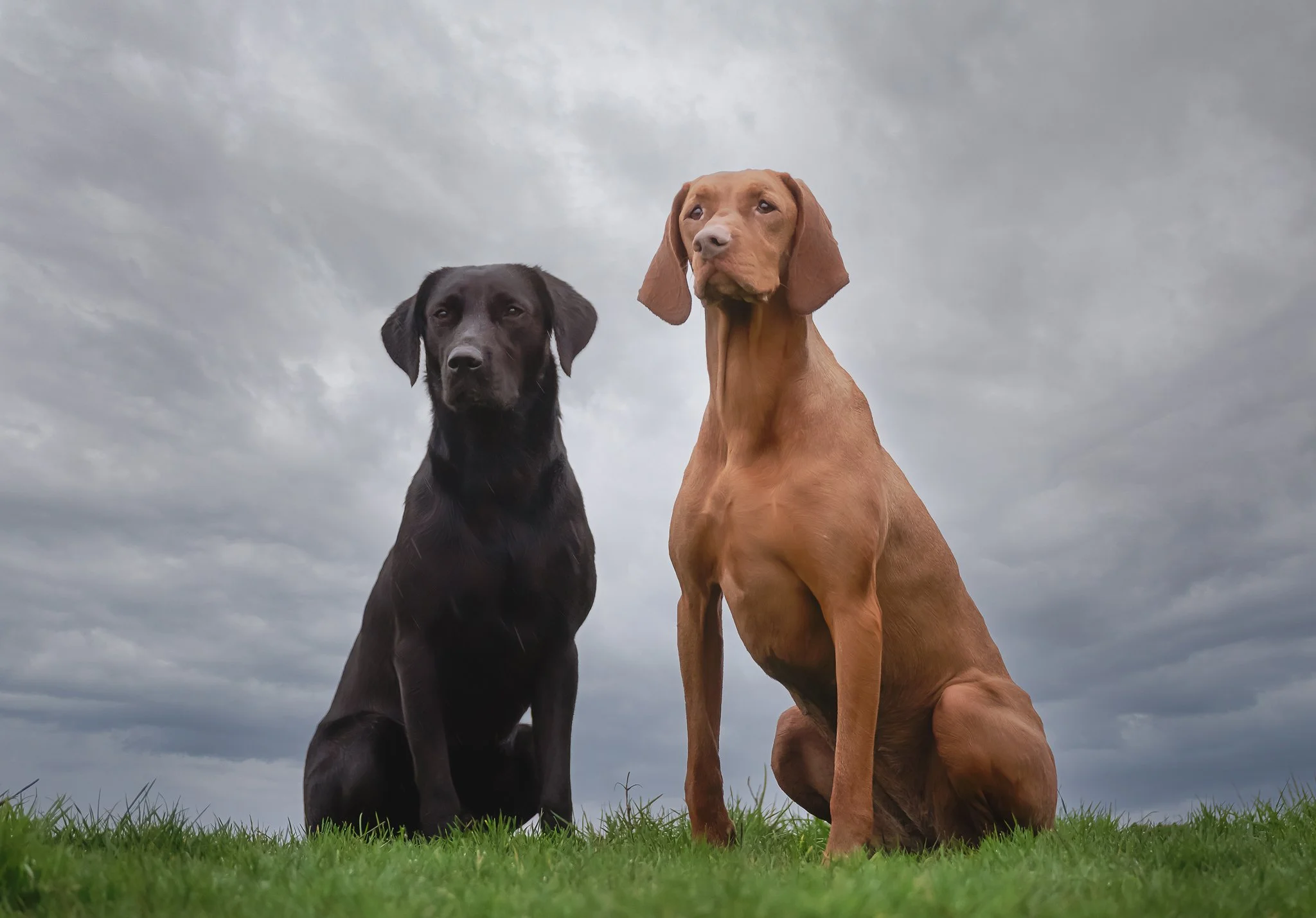 Two dogs sitting on grass under a cloudy sky, one black and one brown.