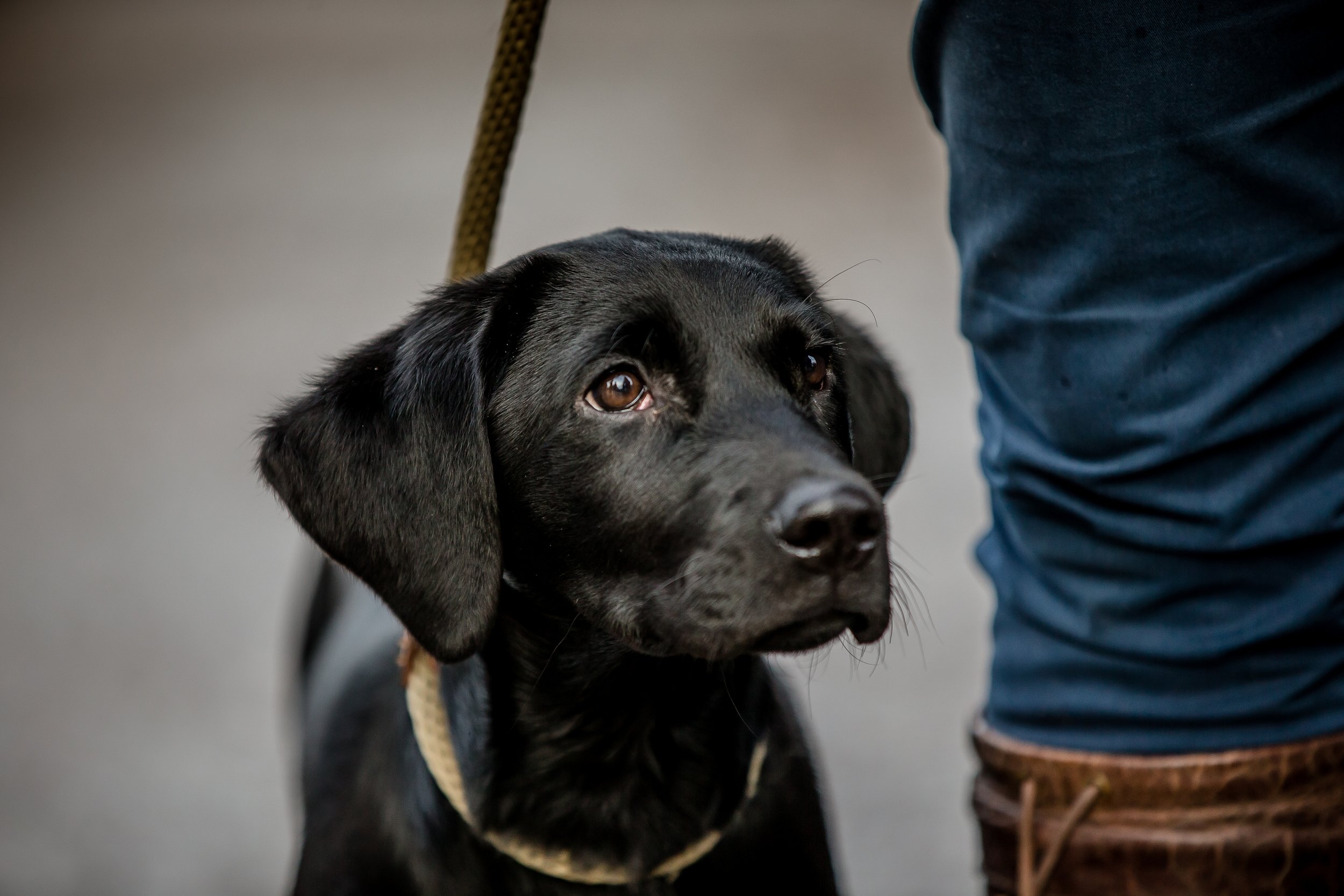 Dogphotographer_Derbyshire-6.jpg
