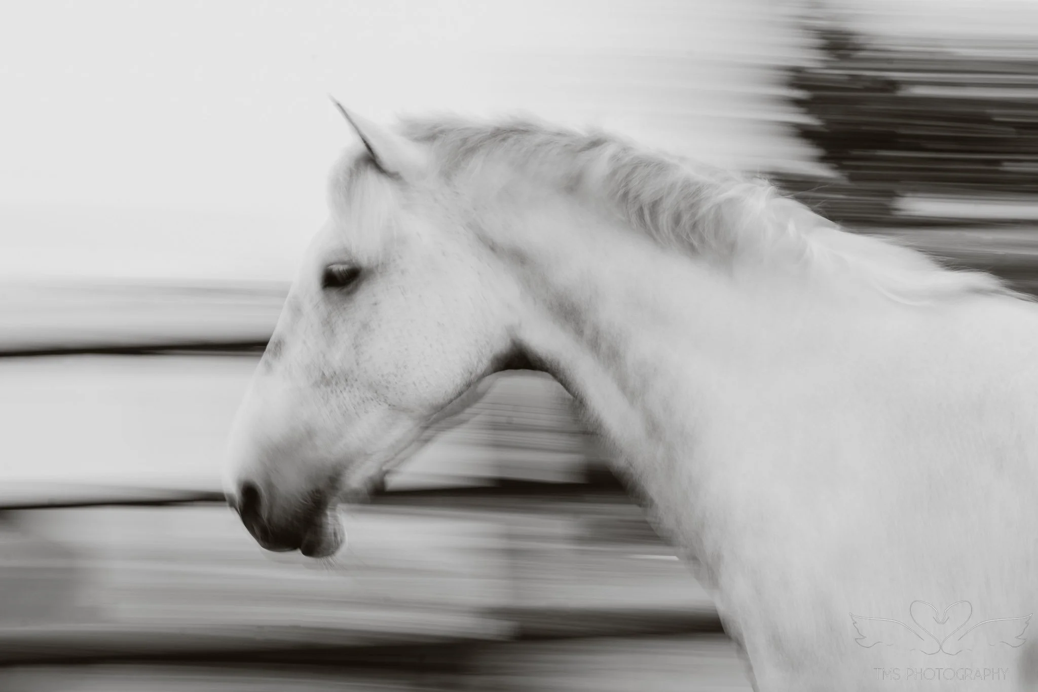 Artistic black and white photograph of a horse captured with intentional movement blur