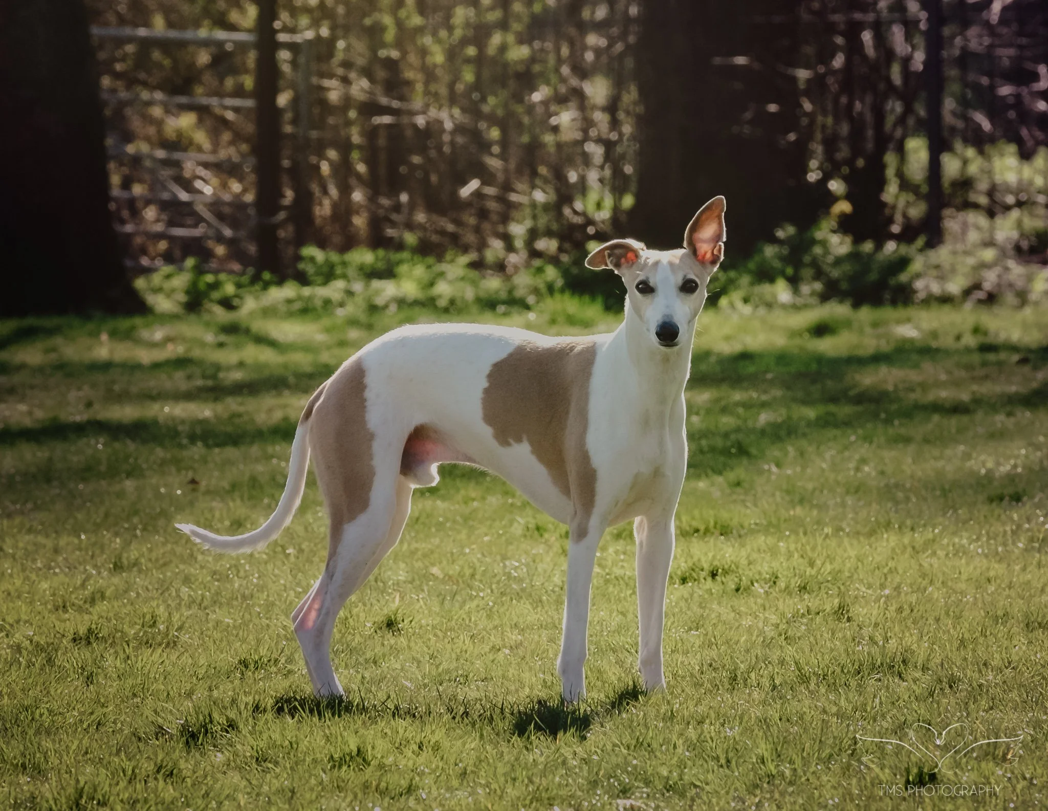 Natural light dog photography Derbyshire Whippet portrait