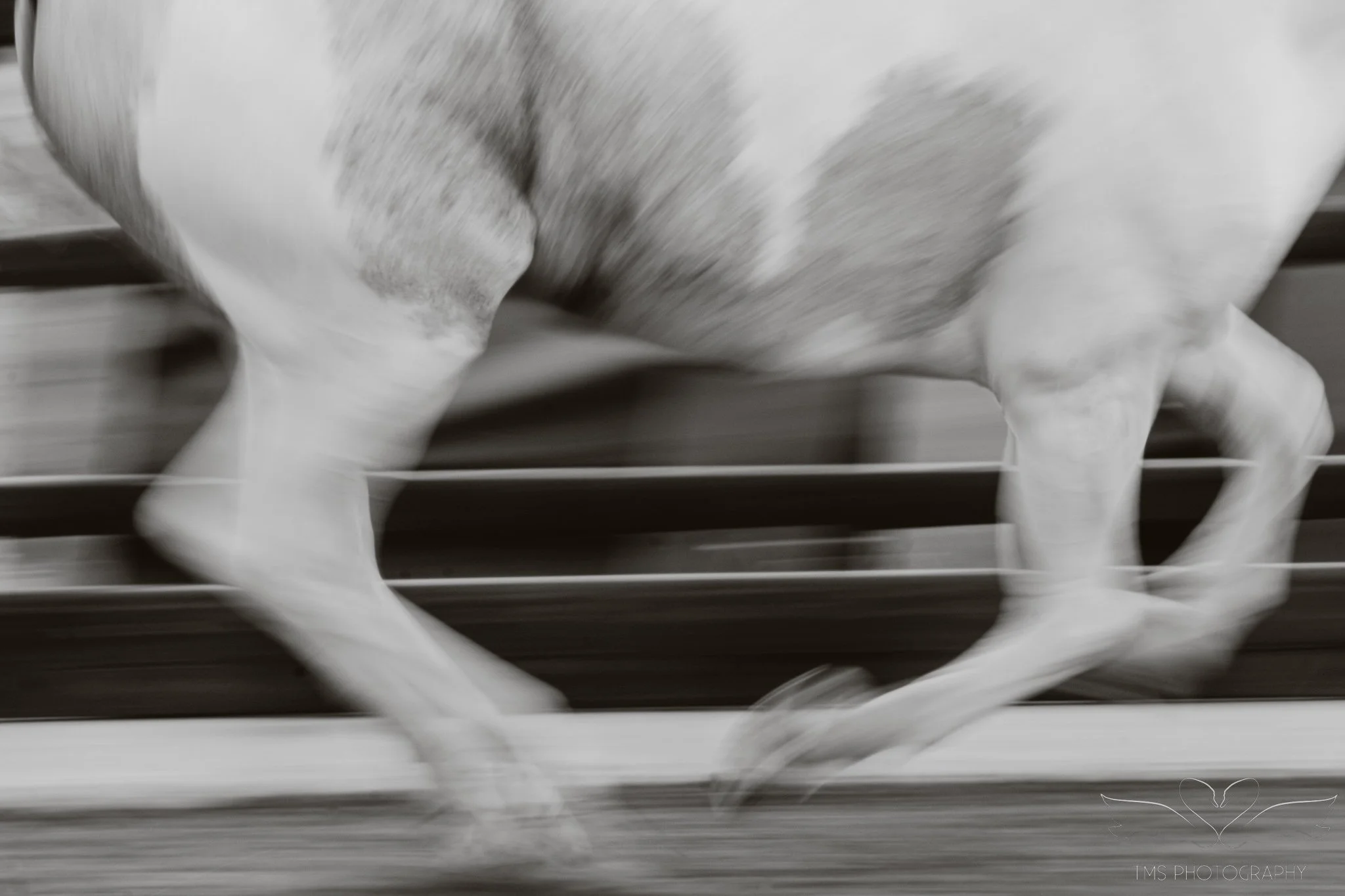 Artistic monochrome photograph of a horse with blurred mane and body movement