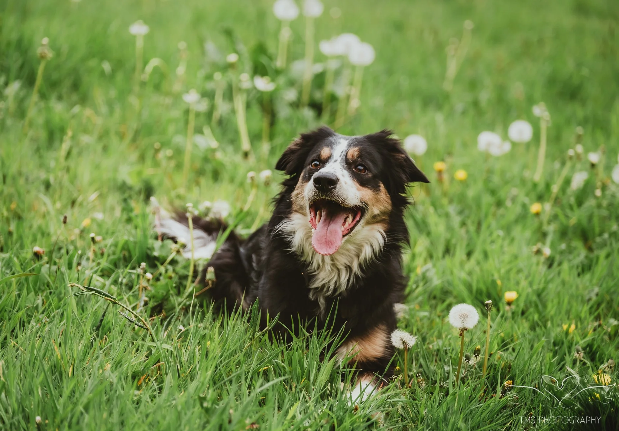 woodland dog photography Derbyshire