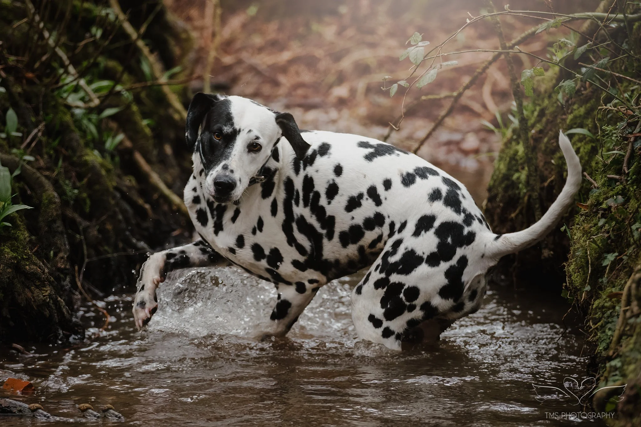 Dalmatian dog exploring stream Derbyshire photoshoot