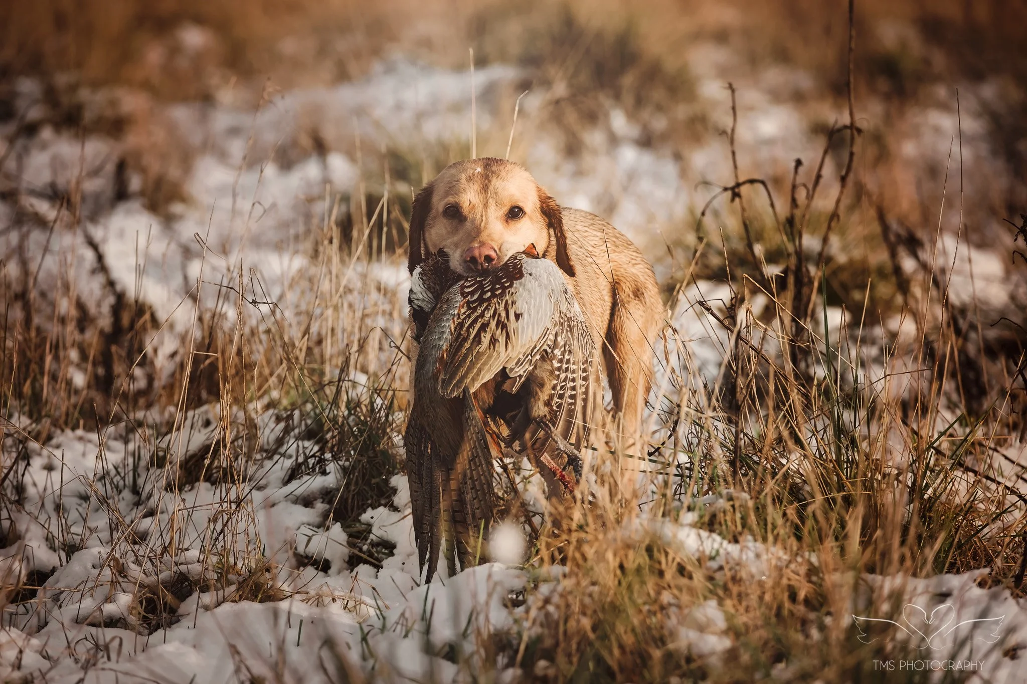 A fox red labrador with a pheasant in its mouth