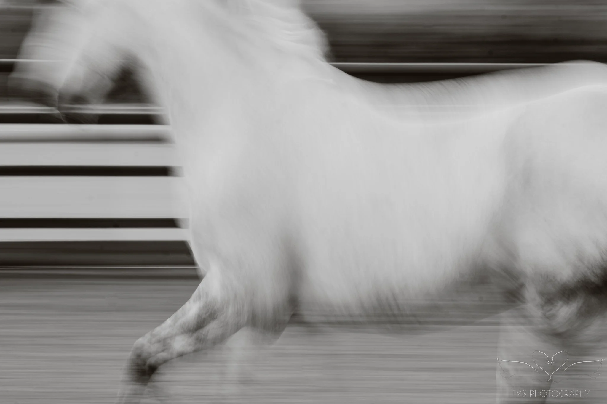 Monochrome equine photograph showing a horse moving through the frame with soft motion blur