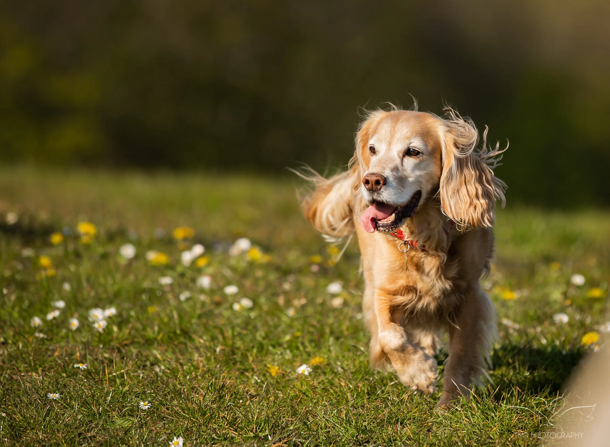 Cocker Spaniel enjoying a walk through a field of daisies