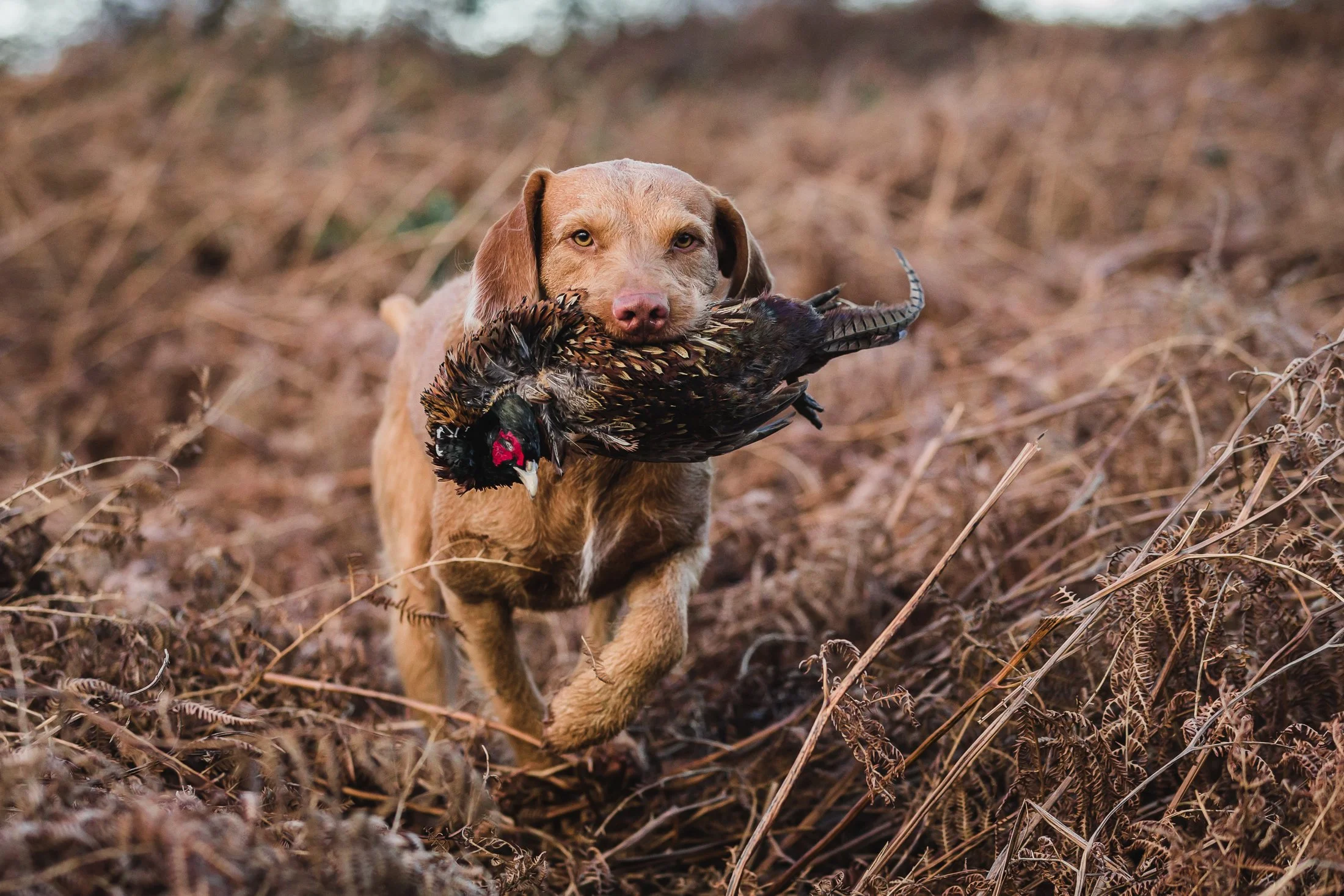 Hungarian-Vizsla_dog-photography-Leicestershire-47.jpg