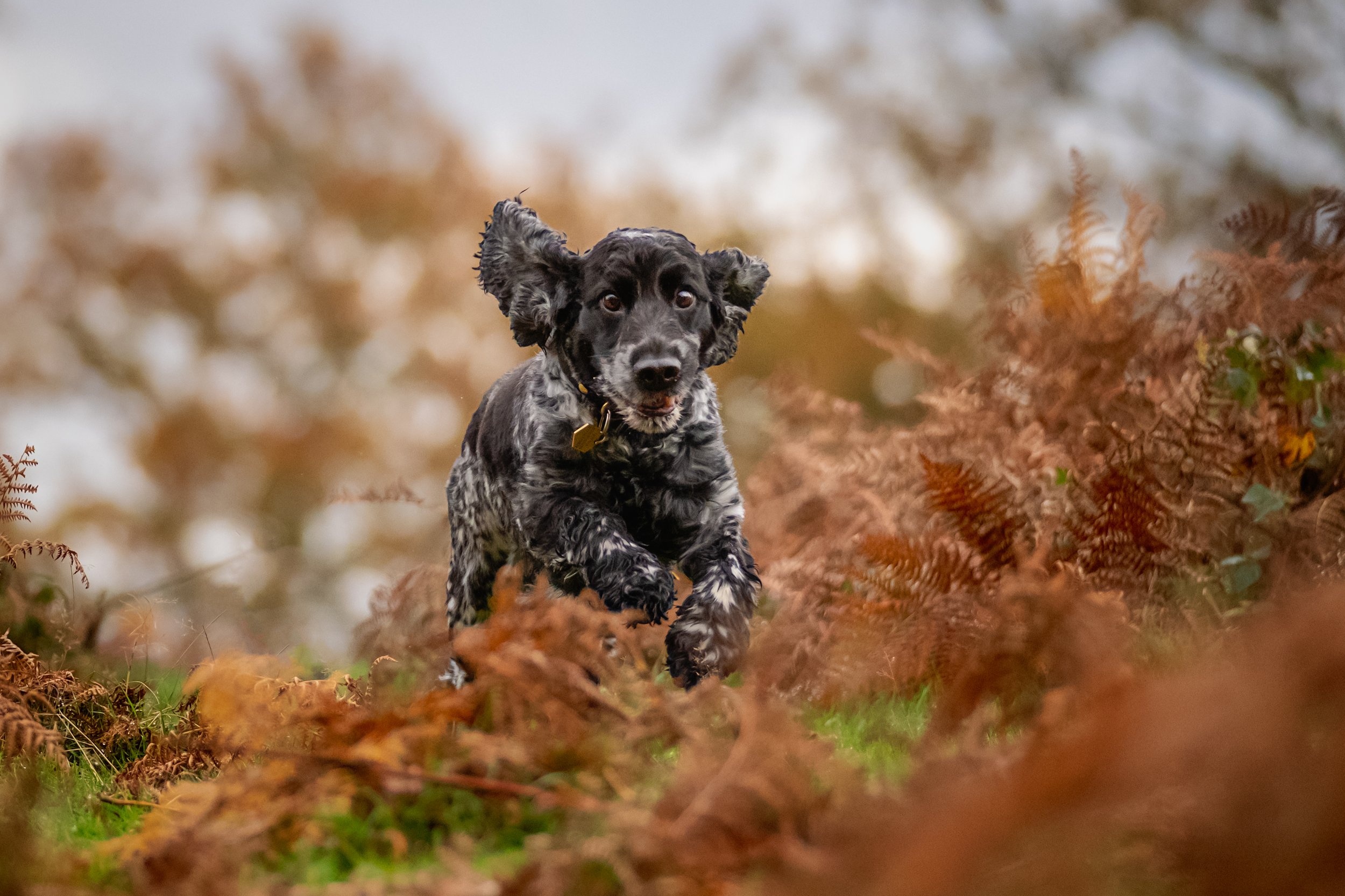A black and white dog running through autumnal foliage