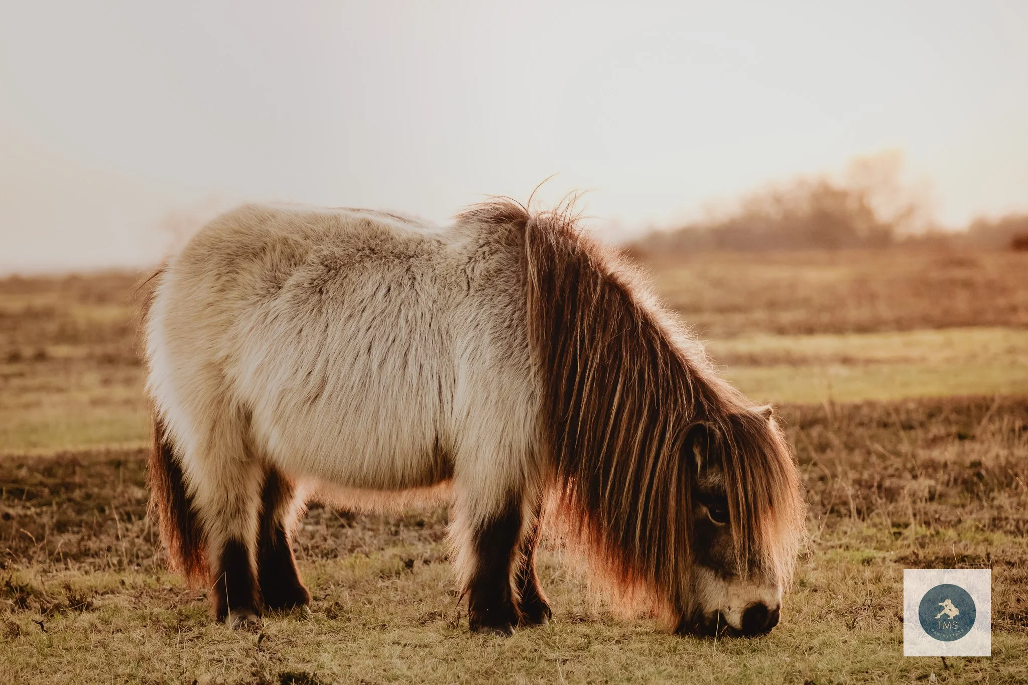 Close-up of a New Forest pony with golden rim lighting