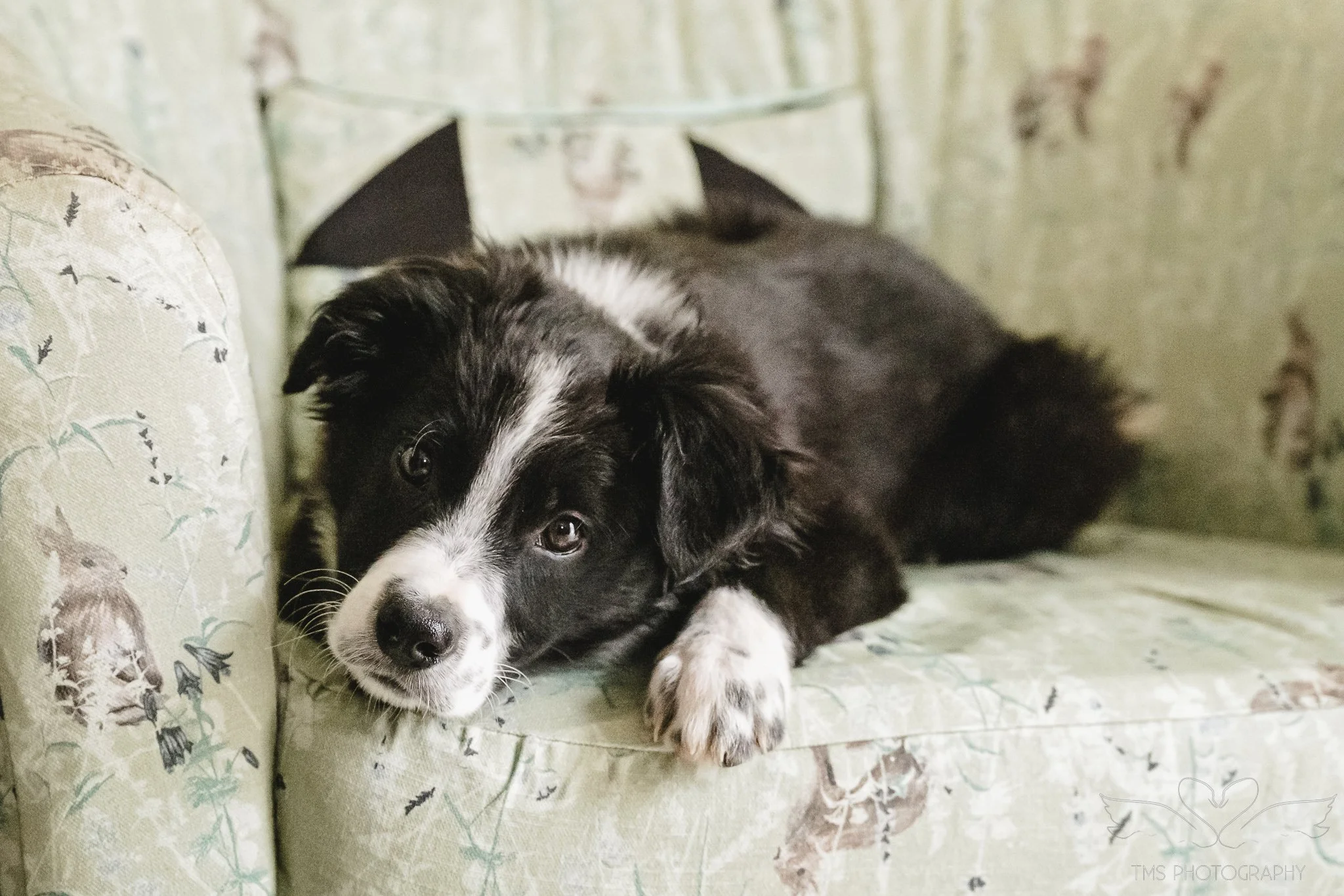 Natural puppy photography at home