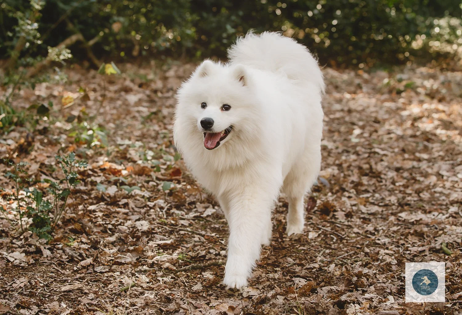 Teddy the Samoyed enjoying the sunshine in Swithland Woods