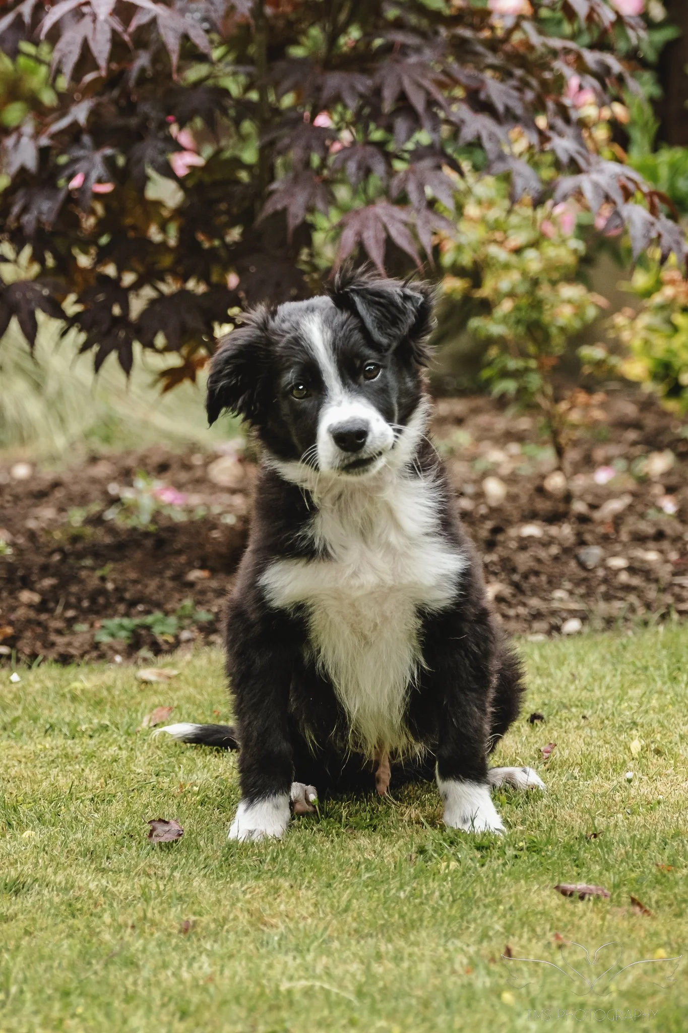 Curious Border Collie puppy looking at the camera