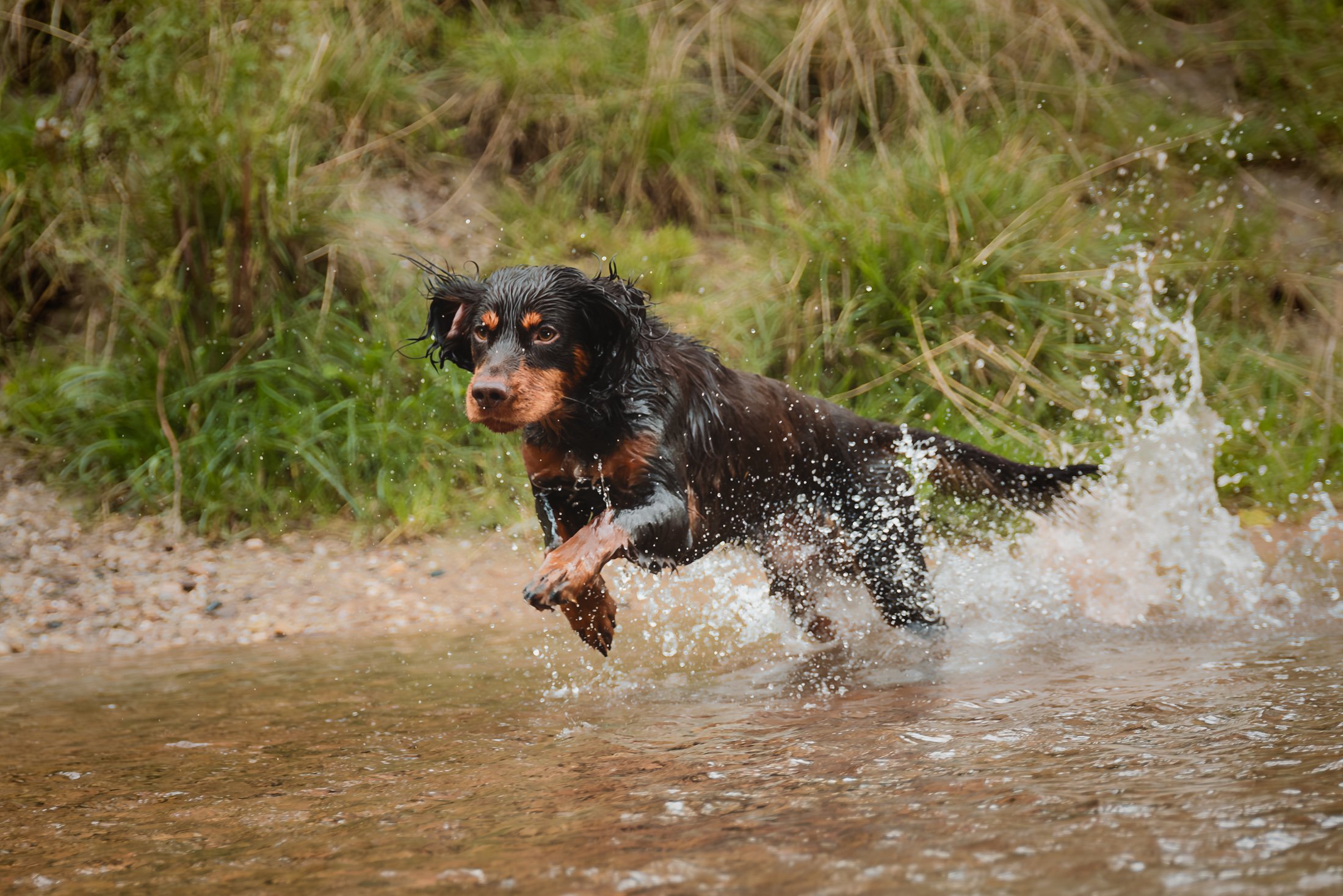A black and brown dog running through water in a natural outdoor setting.