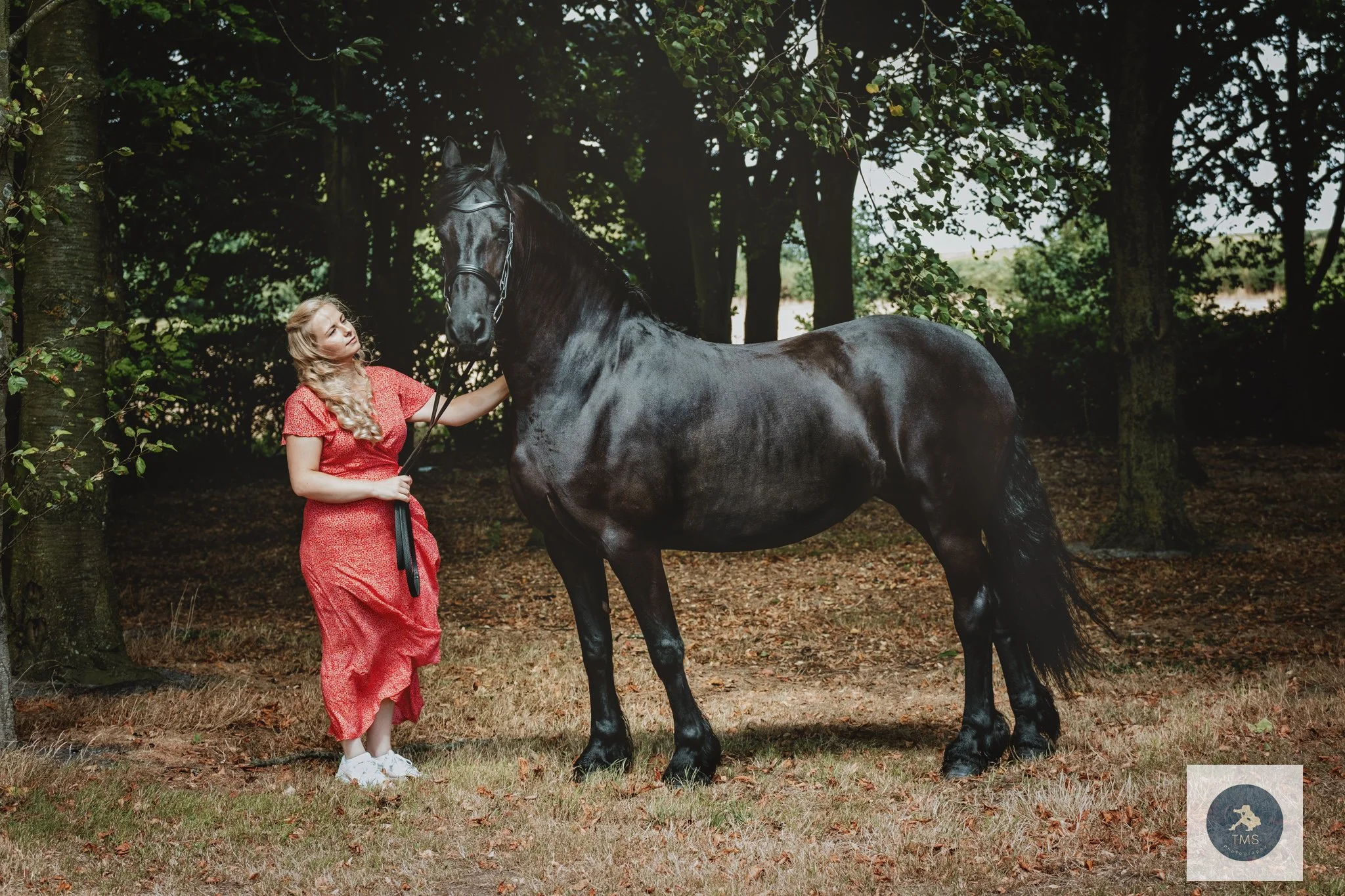 Black Friesian mare Moike standing beside Olivia in summer sunshine