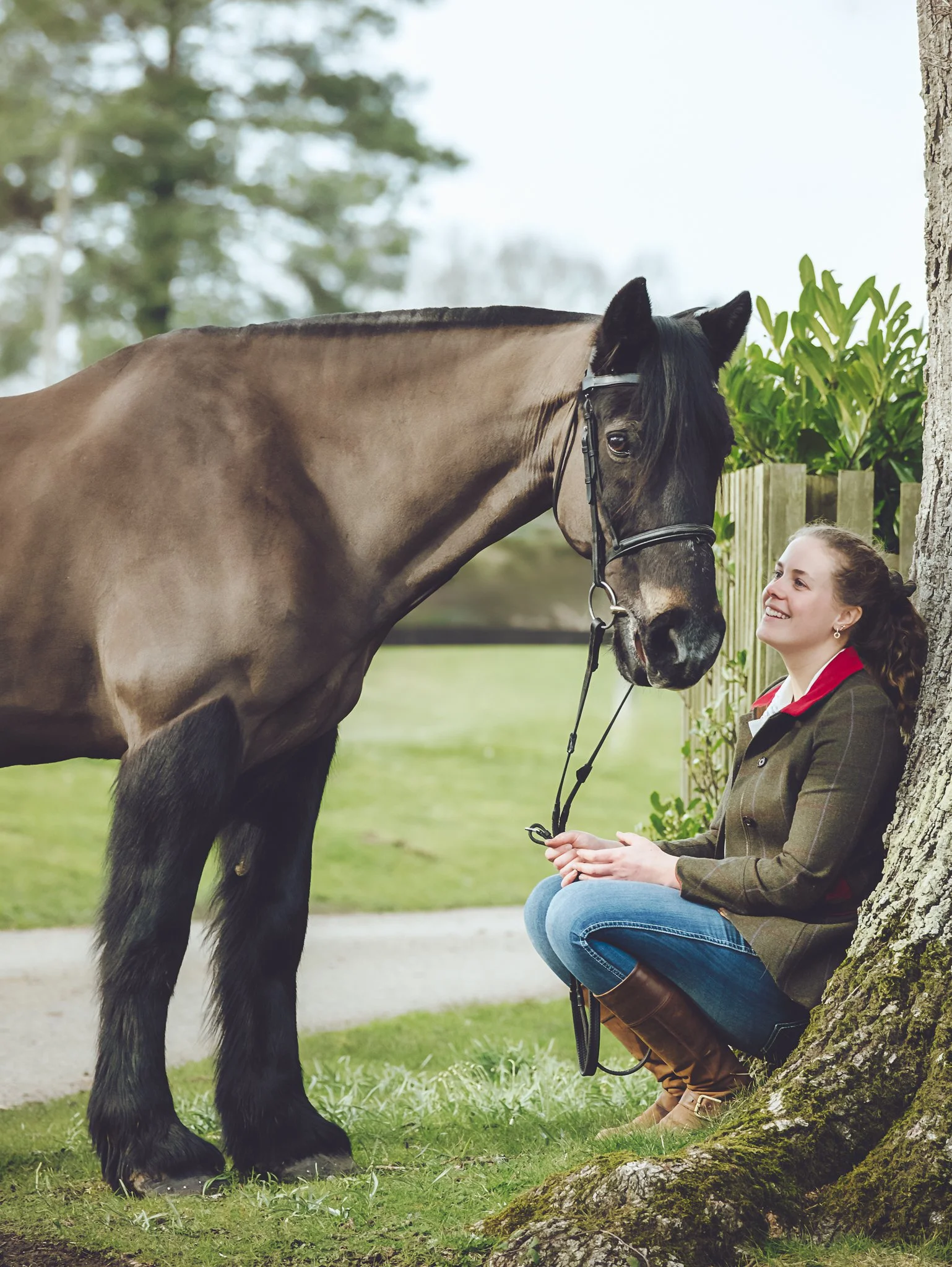 Horse portraits among trees New Forest